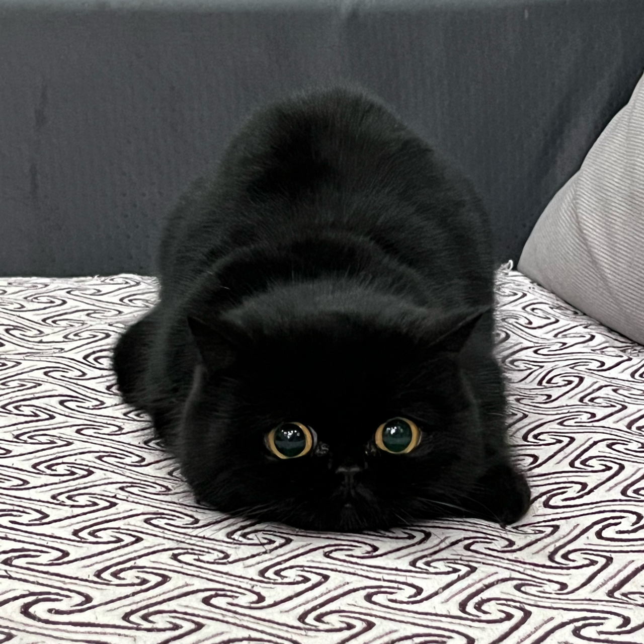 怎么会有这么可爱的小黑猫