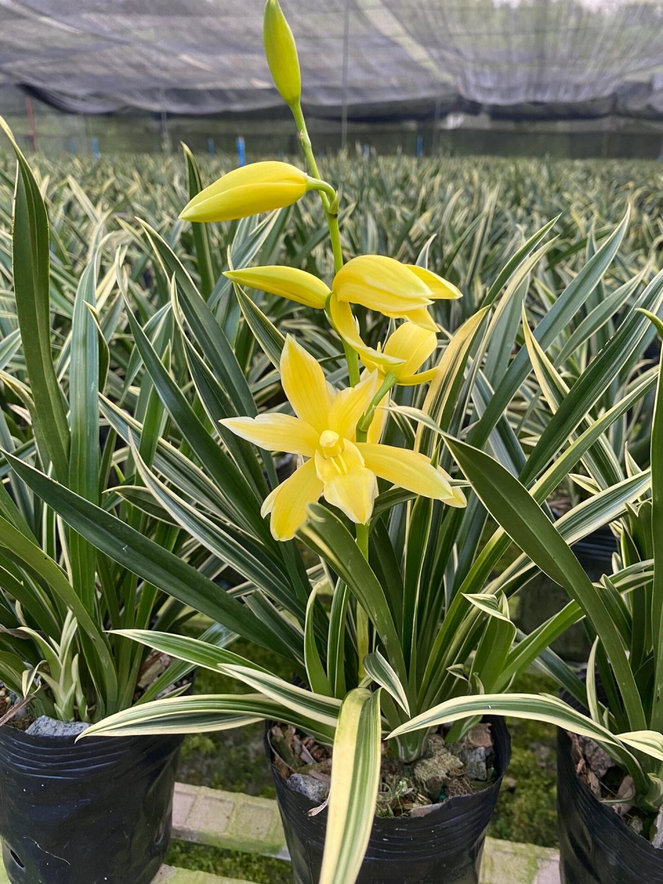 建兰名品神童冠开花啦!这也太好看了吧!