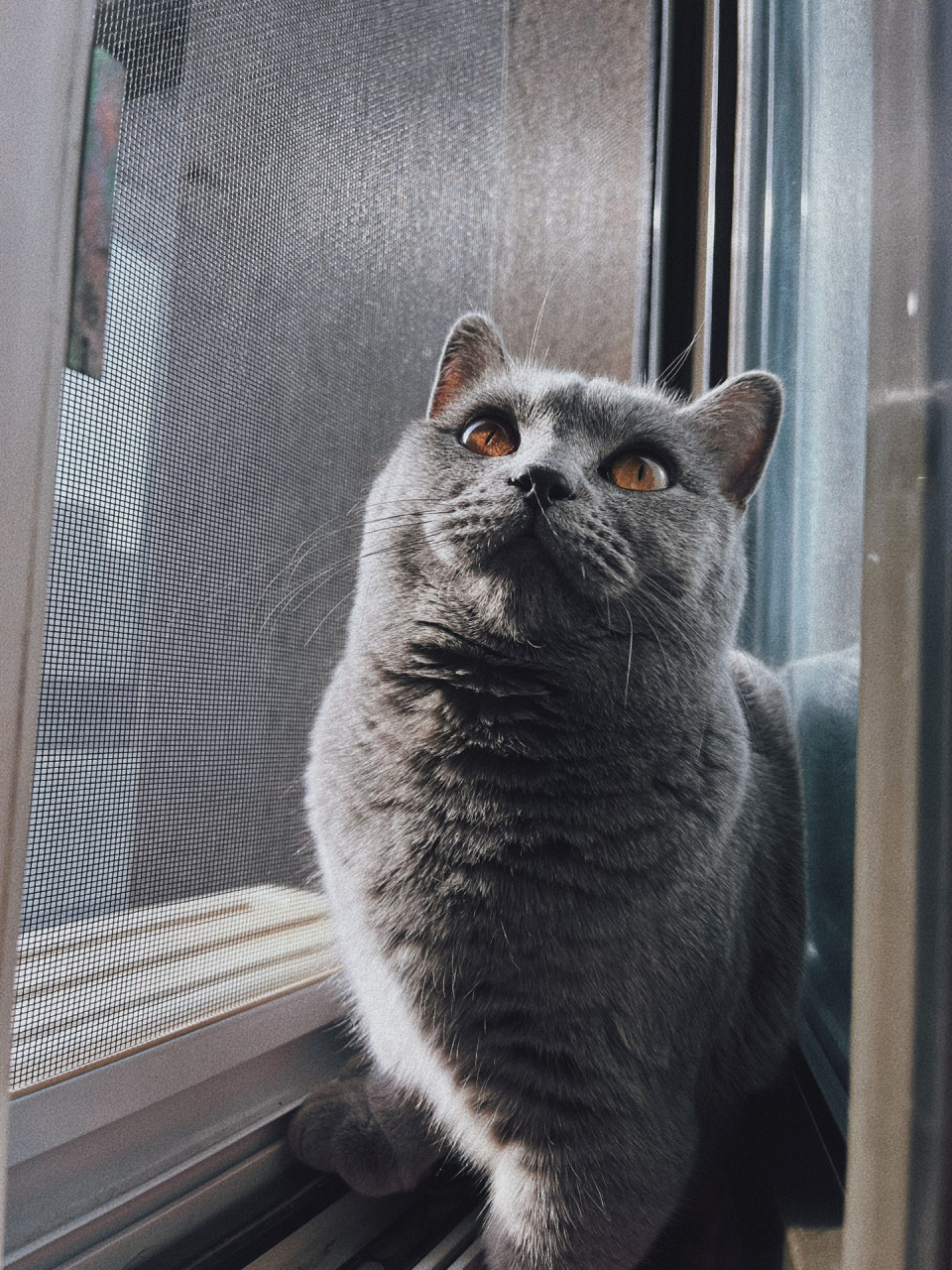 猫猫的领地意识是非常强的,特别是公猫,领地意识特别