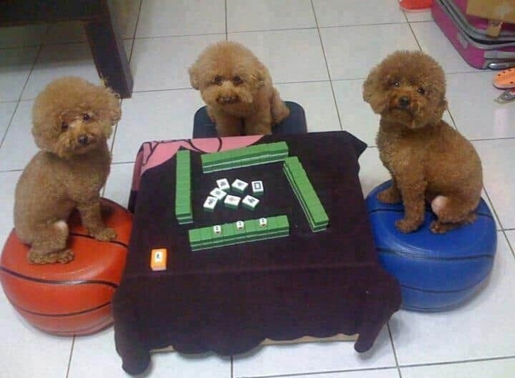 祝賀香港「大狗哂傳媒」facebook 專頁一週年紀念 大力發文談感受同