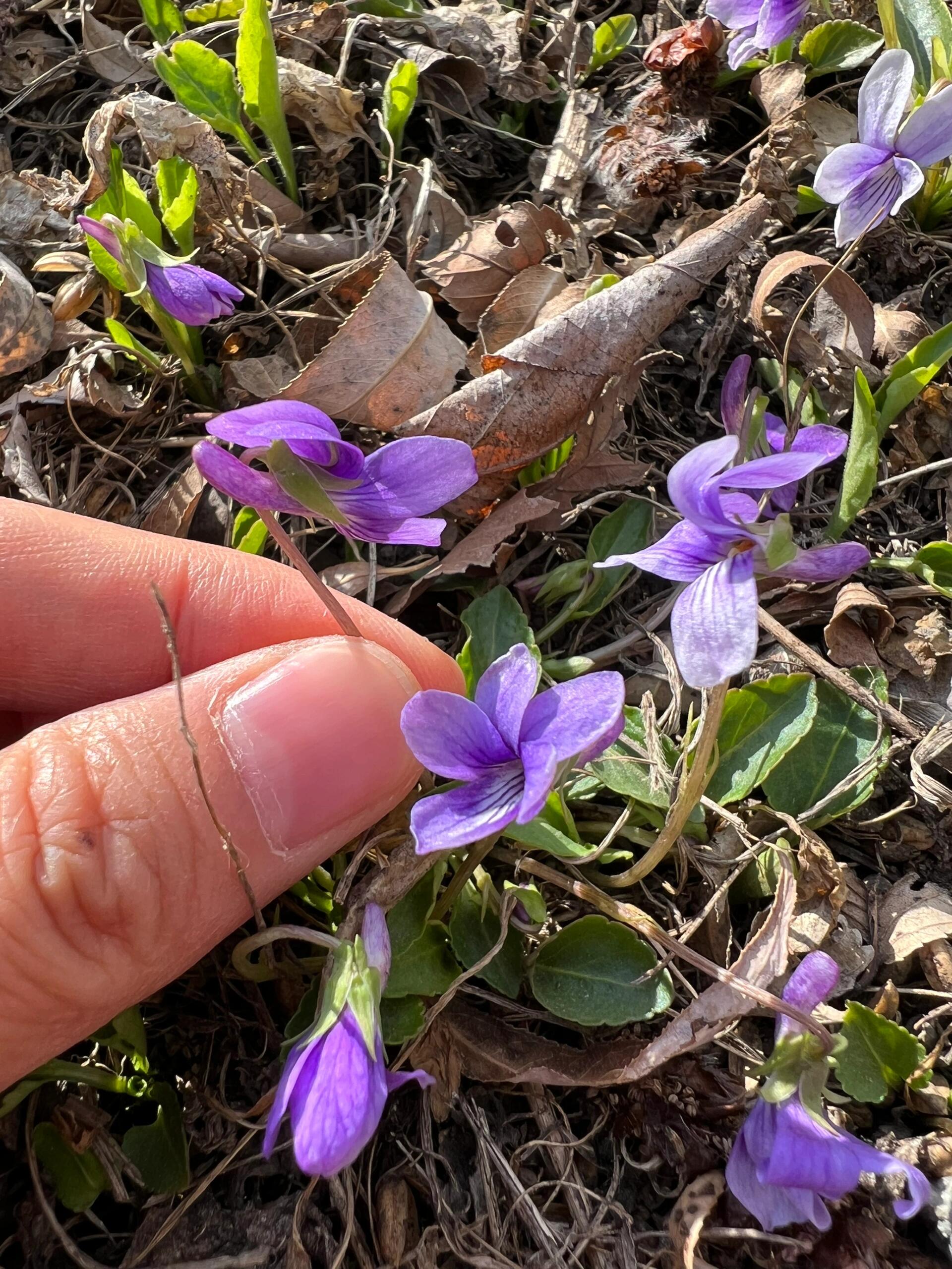 东北路边的那些野花——早开堇菜 早开堇菜花语:沉默不语和无条件的爱