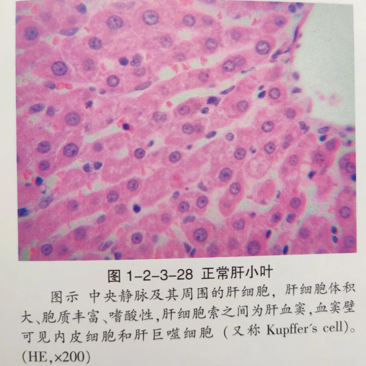 伊红染色步骤图片