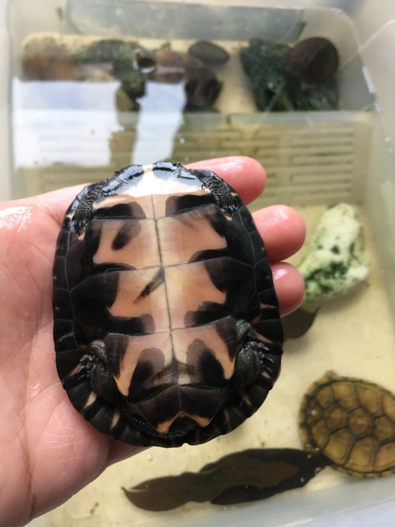 家里的黑颈龟