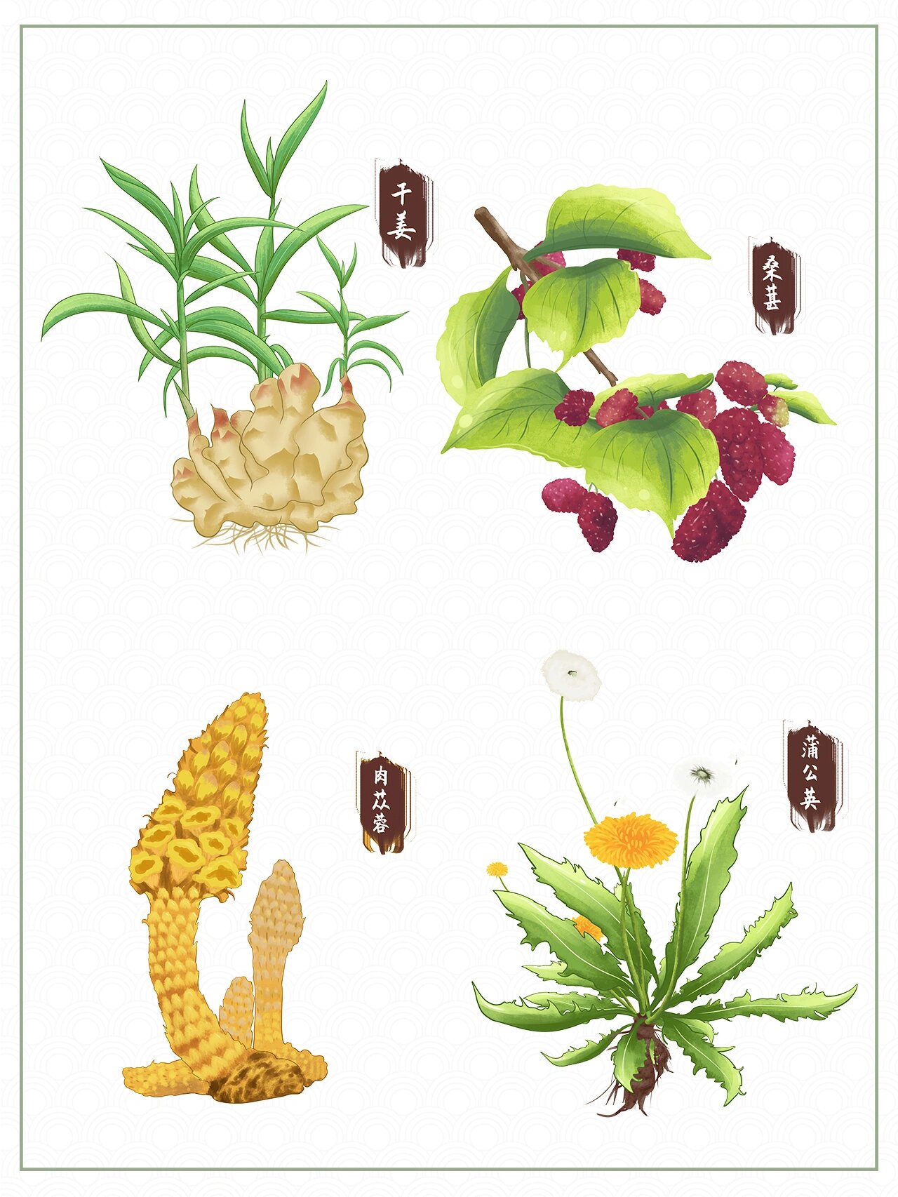 no.179|免扣png|97中草药插画素材合集二