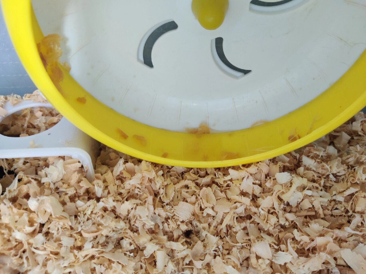 仓鼠总是往跑轮上尿尿怎么办? 尿沙直接不用,后来就把尿沙盆给撤了.