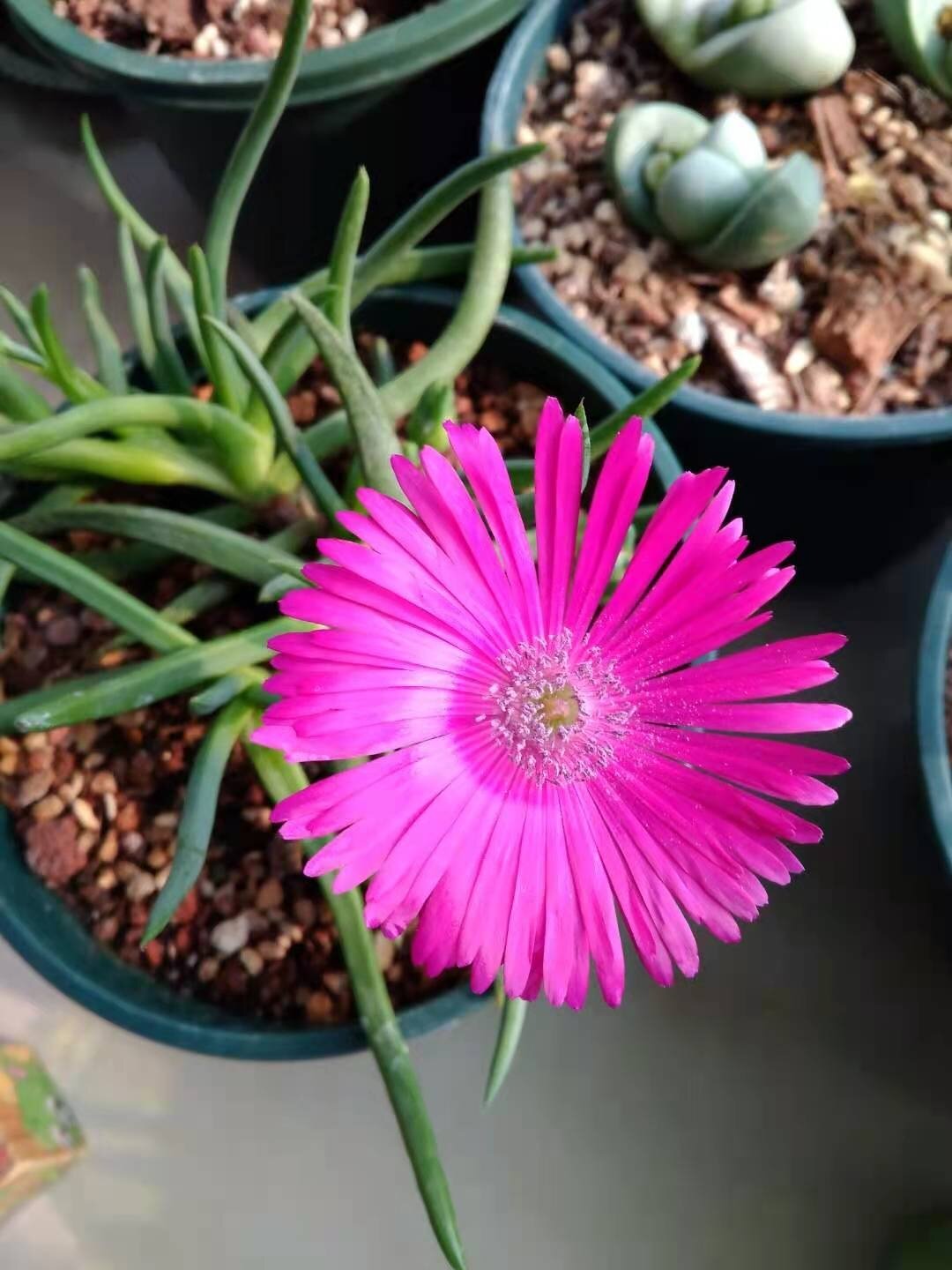 多肉开花品种～奔龙 奔龙(学名:cephalophyllum framesii l.