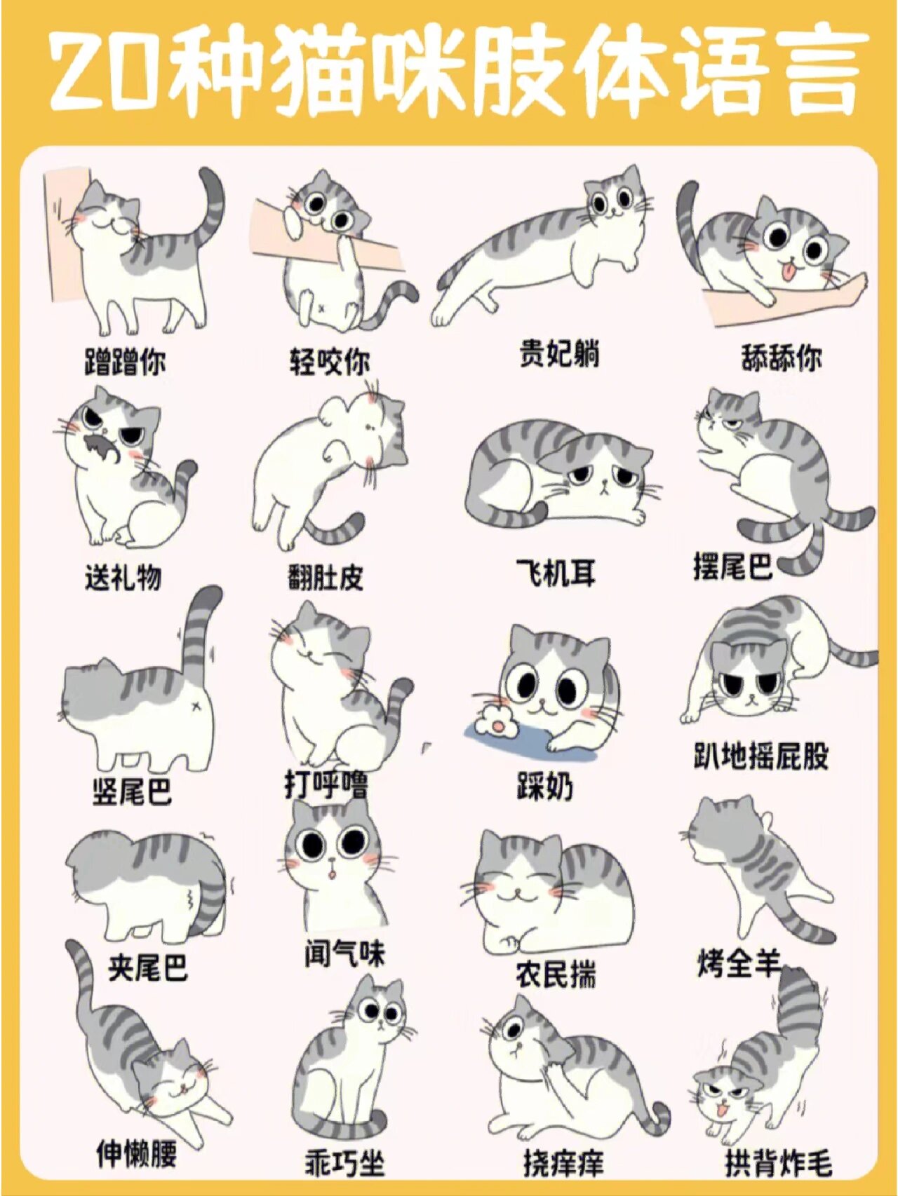20种猫咪肢体语言02丨养宠必备 猫咪行为解读来啦!