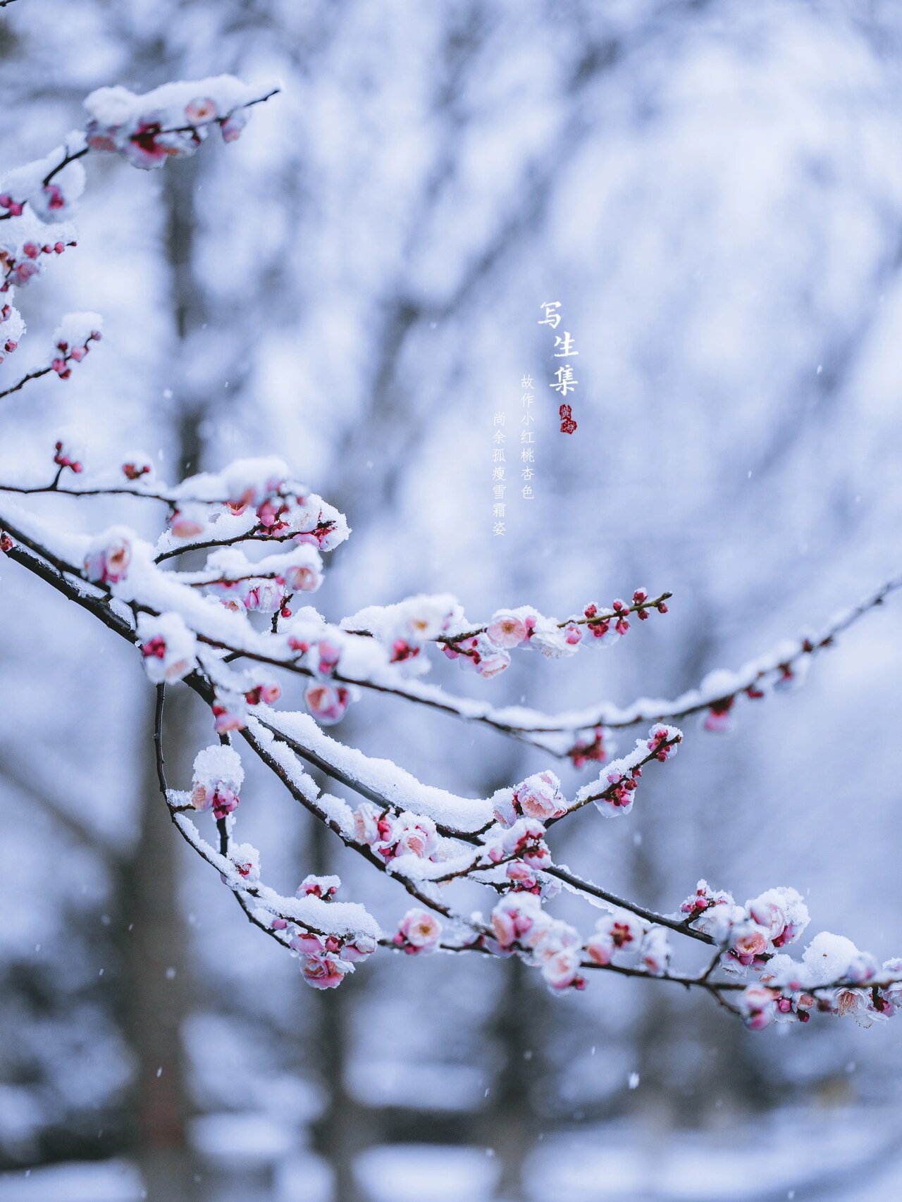 梅花是中国十大名花之首,与兰花,竹子,菊花一起列为四君子,与松