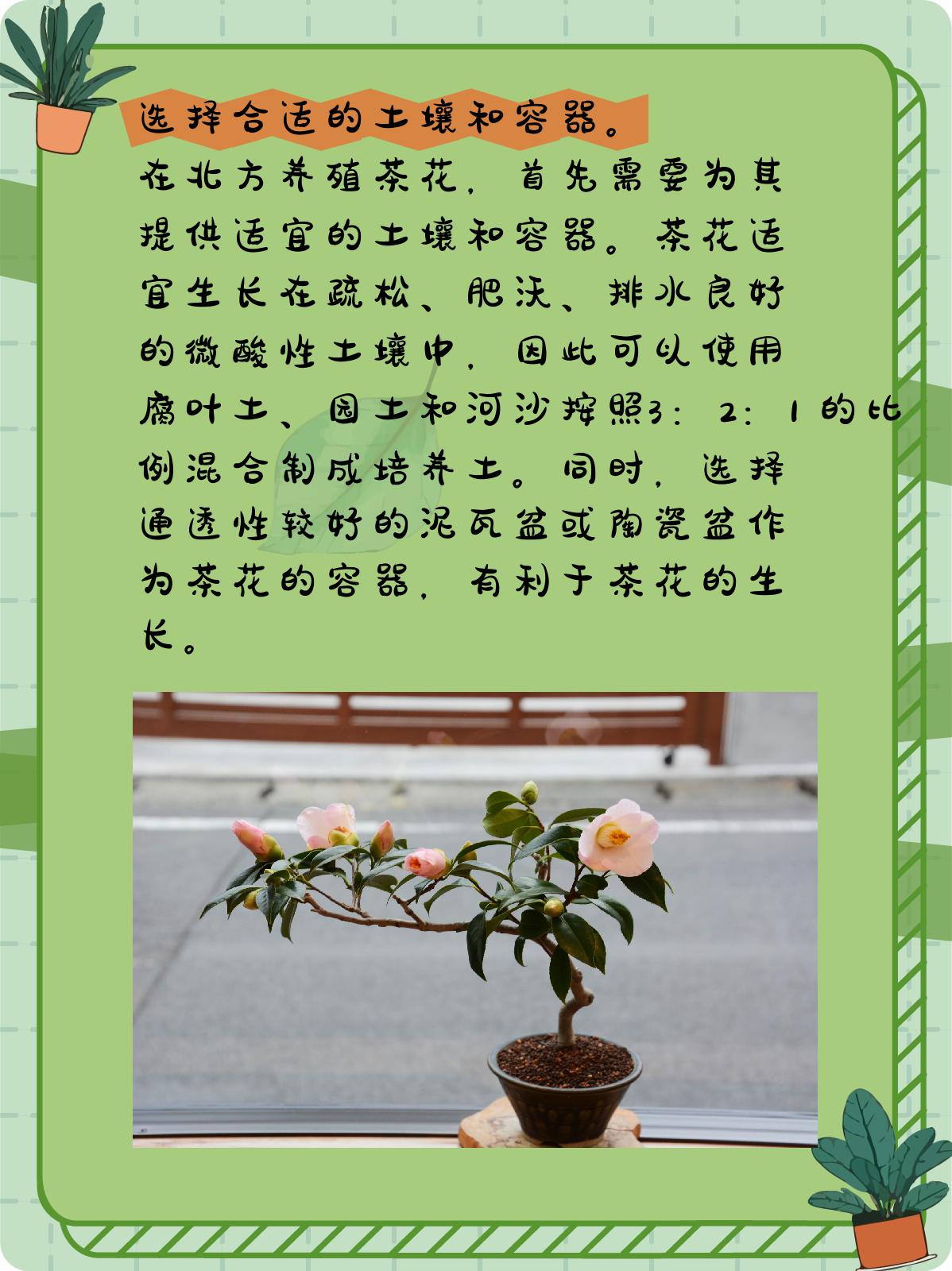 香妃茶花养殖方法图片