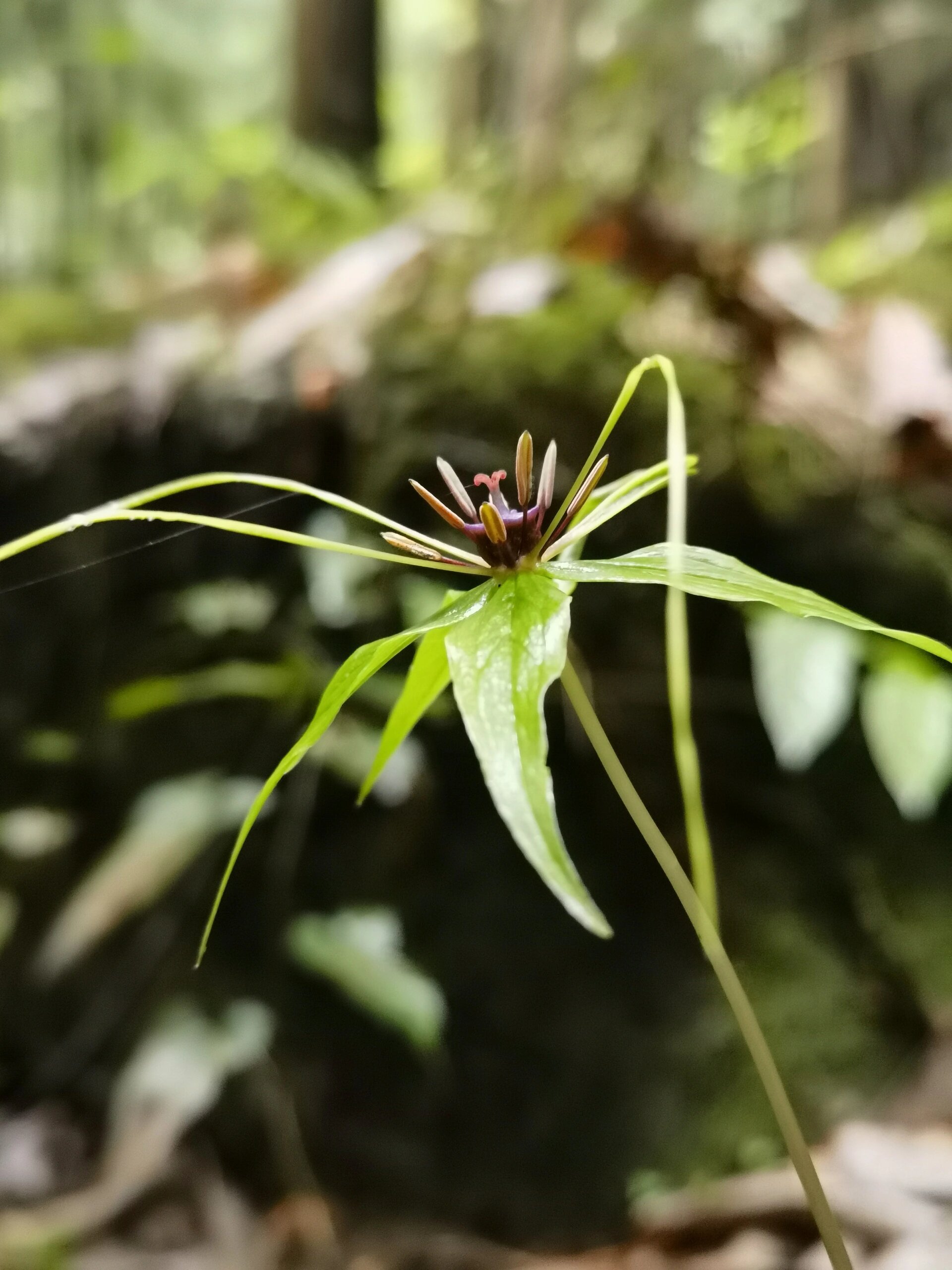 狭叶重楼|造型很自由,生就一副仙草姿态 藜芦科,重楼属,狭叶重楼 极小