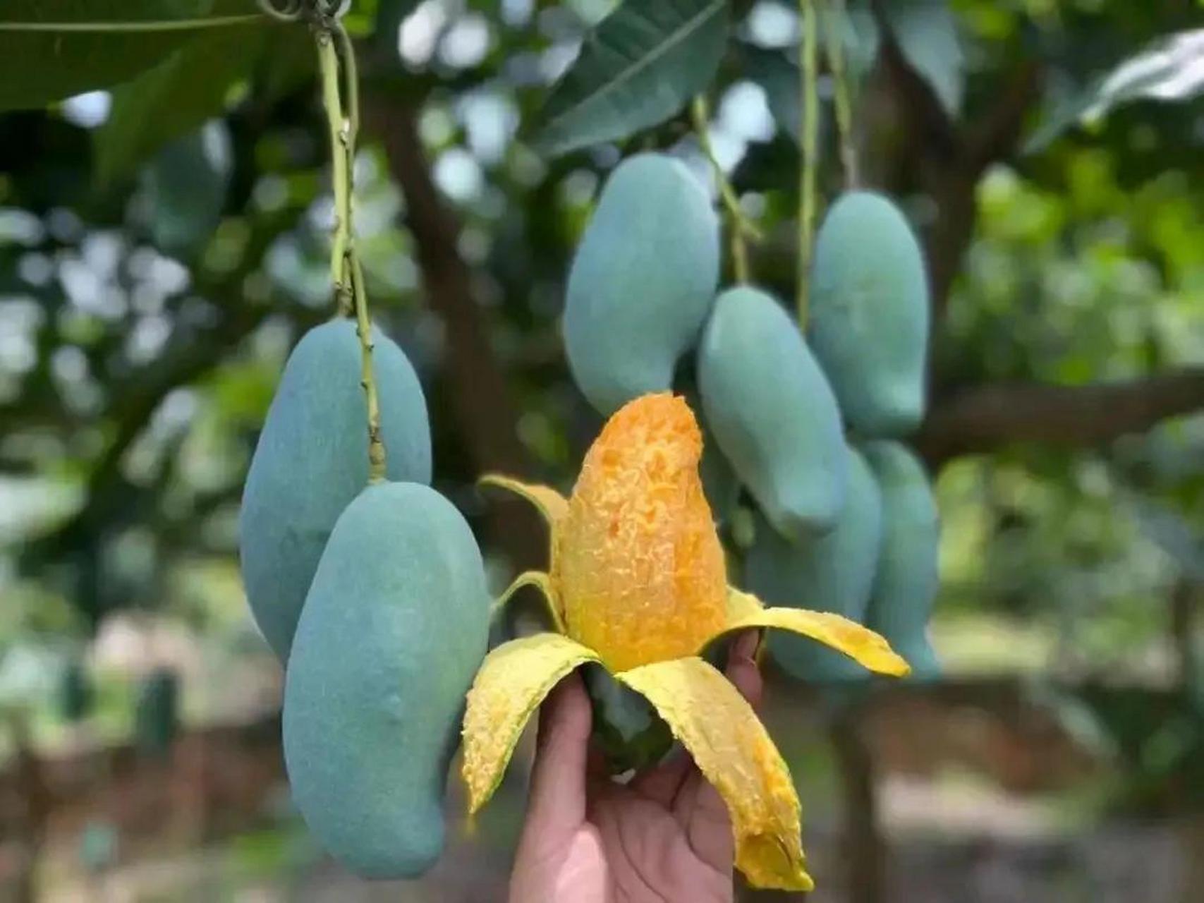 我要去百色 因为百色满城的绿化带都是芒果树,听说连路灯都是芒果的