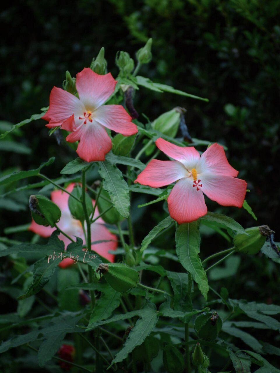 箭叶秋葵 abelmoschus sagittifolius 锦葵科秋葵属多年生草本,别名