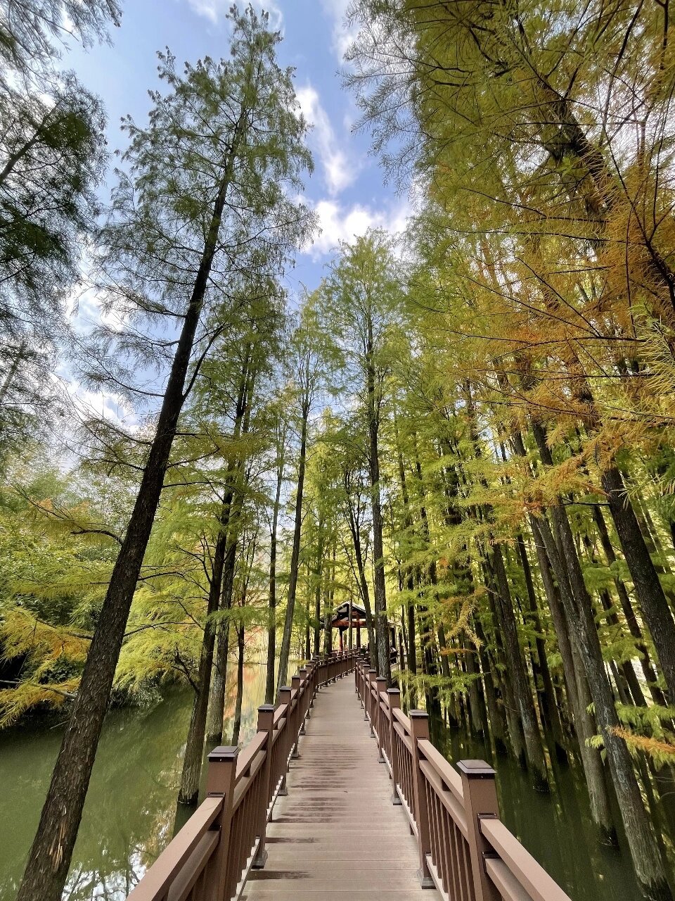 雪窦岭香榧古道图片