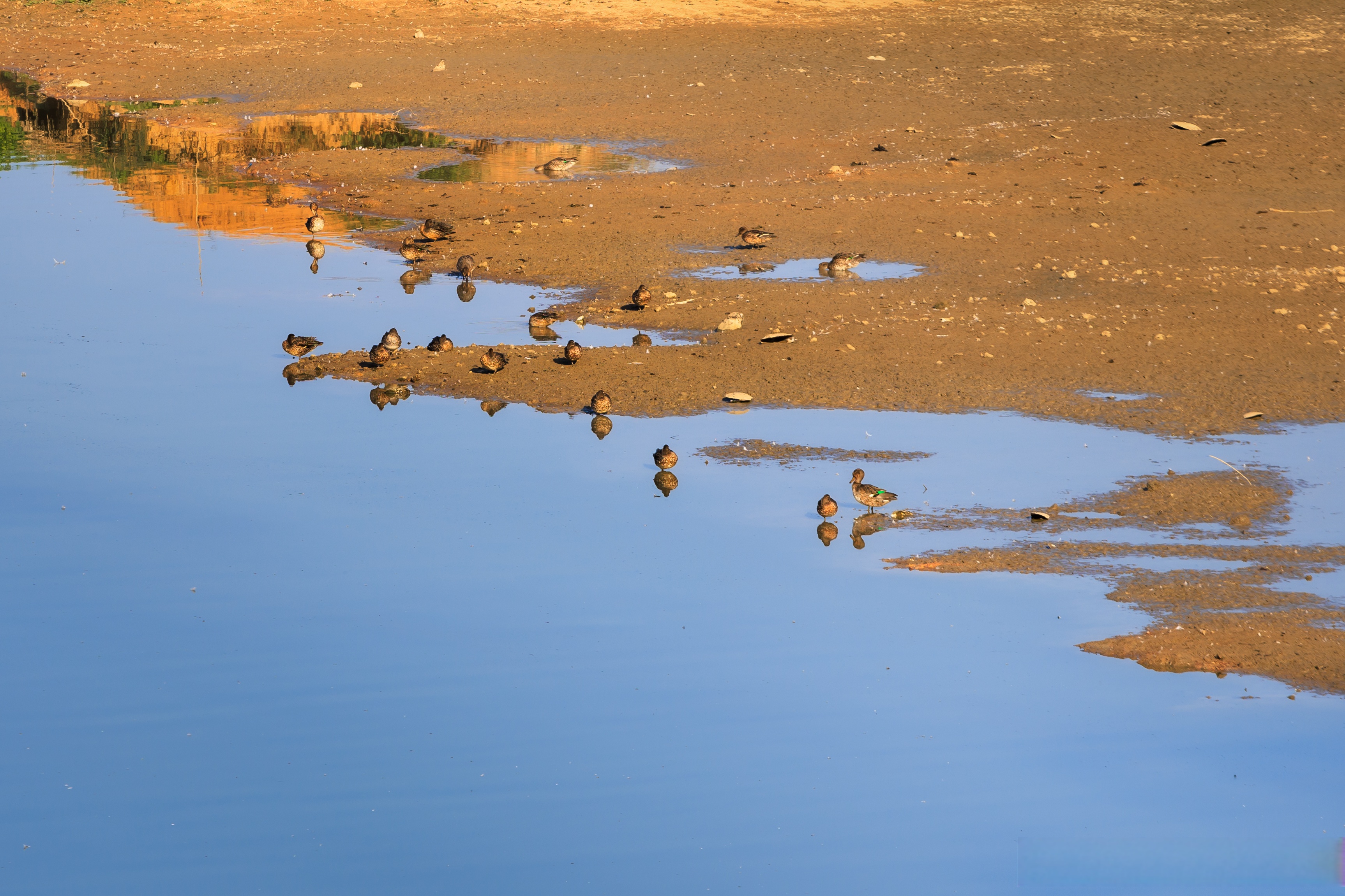府河观鸟 秋冬季节,东西湖区柏泉府河湿地天鹅湖迎来越冬候鸟