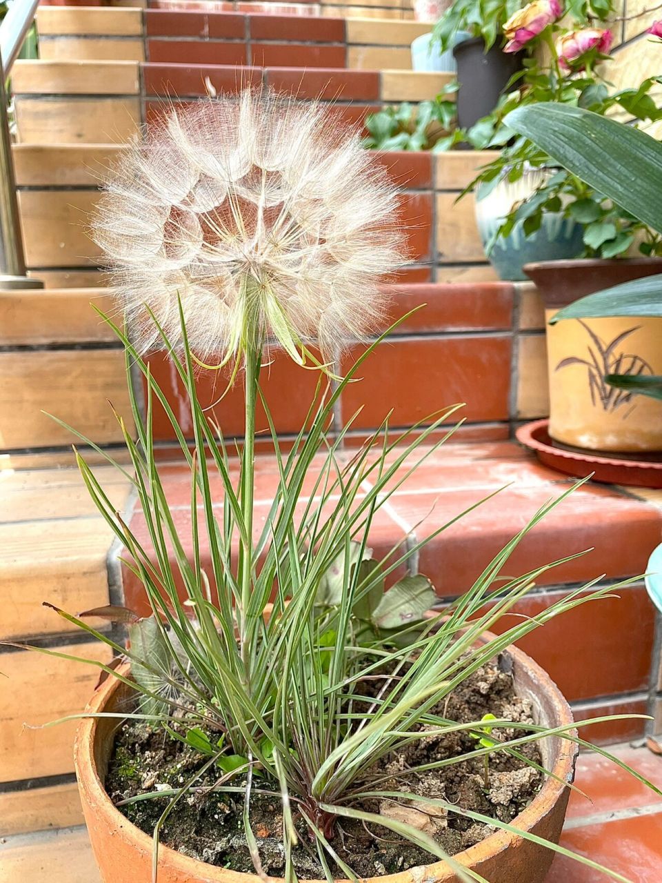 巨型蒲公英开了～婆罗门参 去年1月种的婆罗门参9号开的花,今天终于长