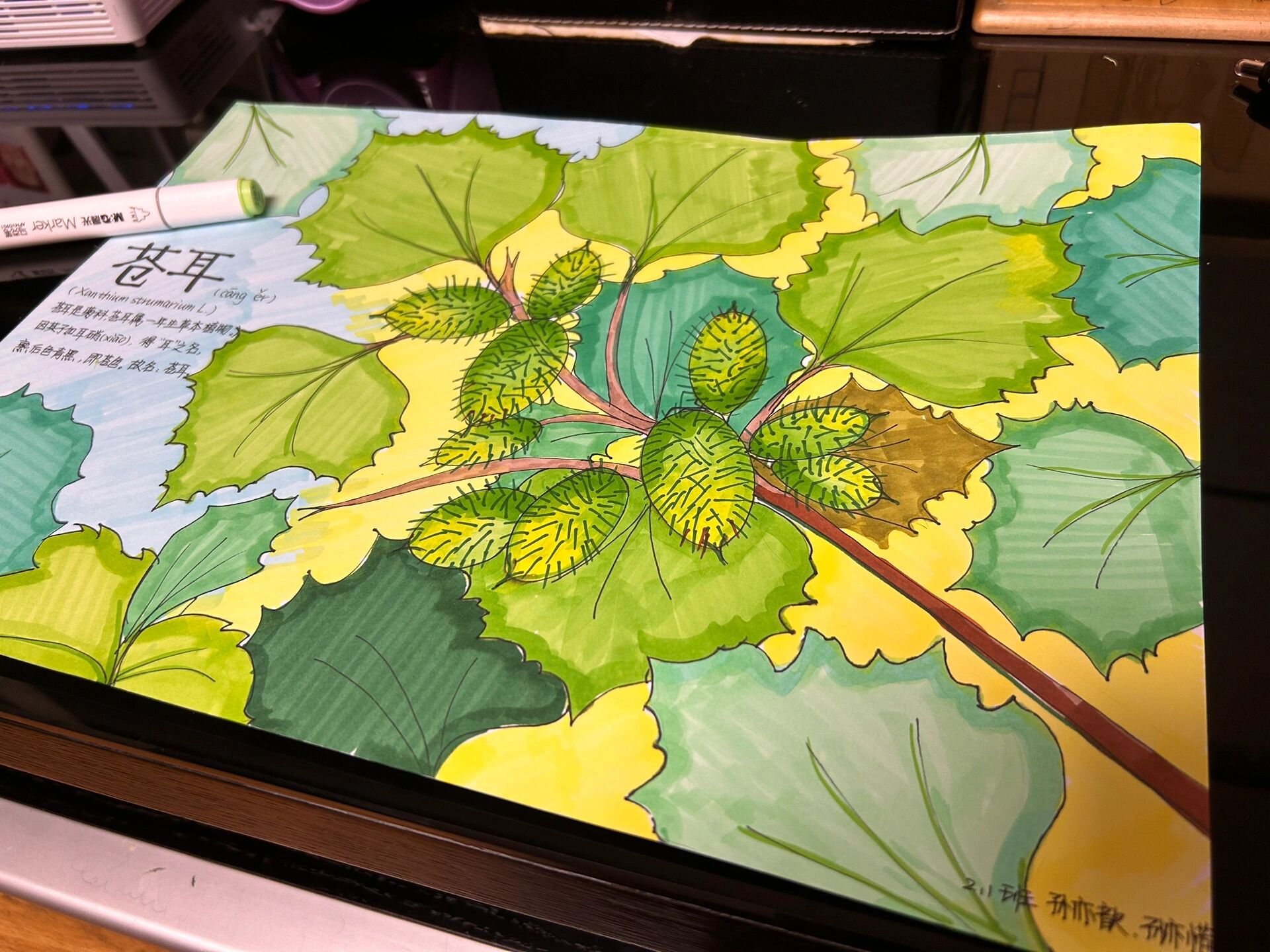 苍耳(马克笔手绘) 孩子二年级上册,语文课文《植物妈妈有办法》里描述