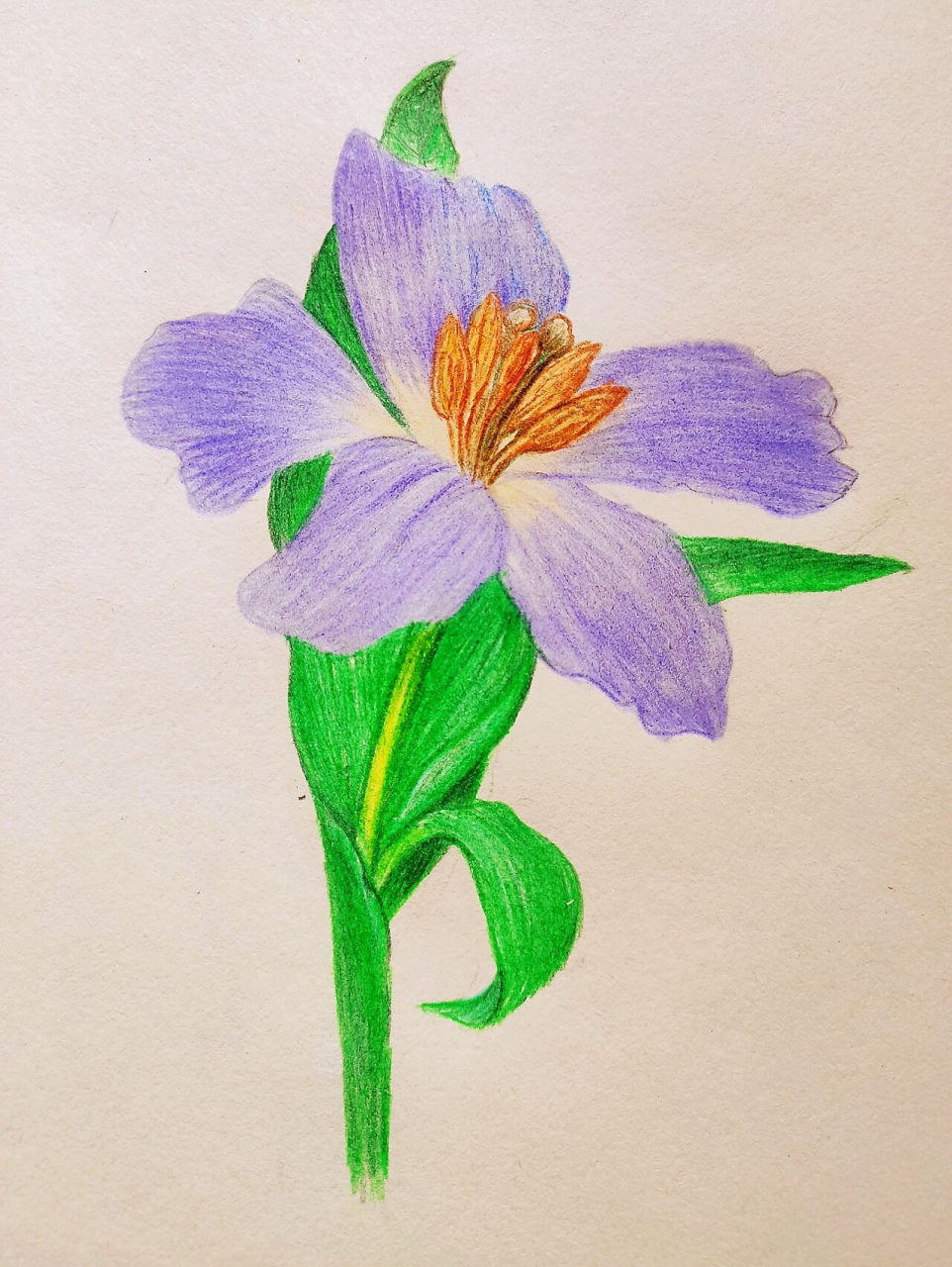 彩铅手绘#74《紫罗兰》