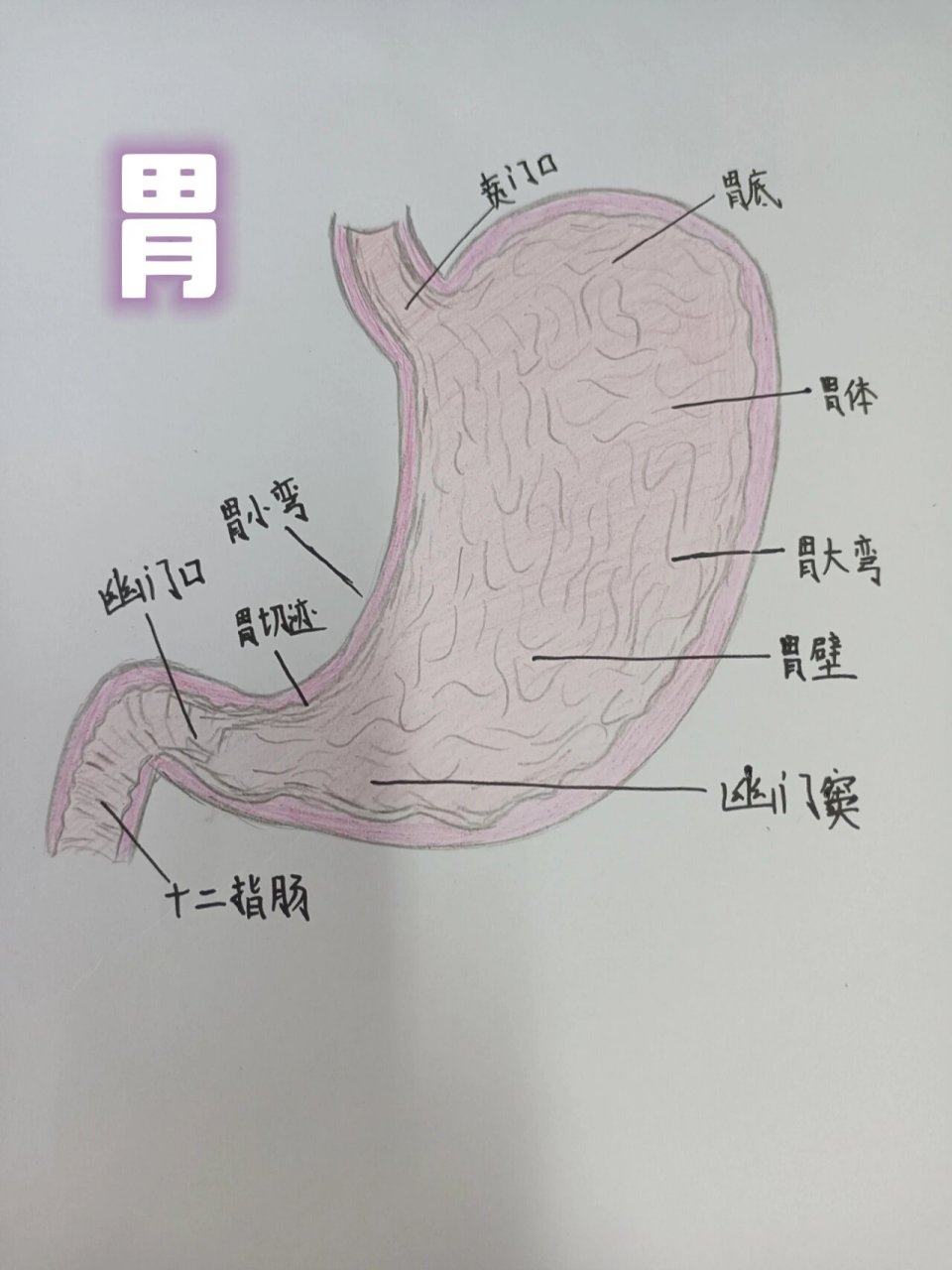 消化系统模式图手绘图图片