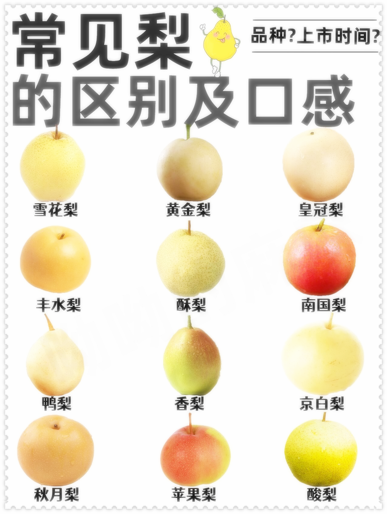 常见梨的区别及口感一次讲清楚||梨味美汁多,甜中带酸,而且营养丰富