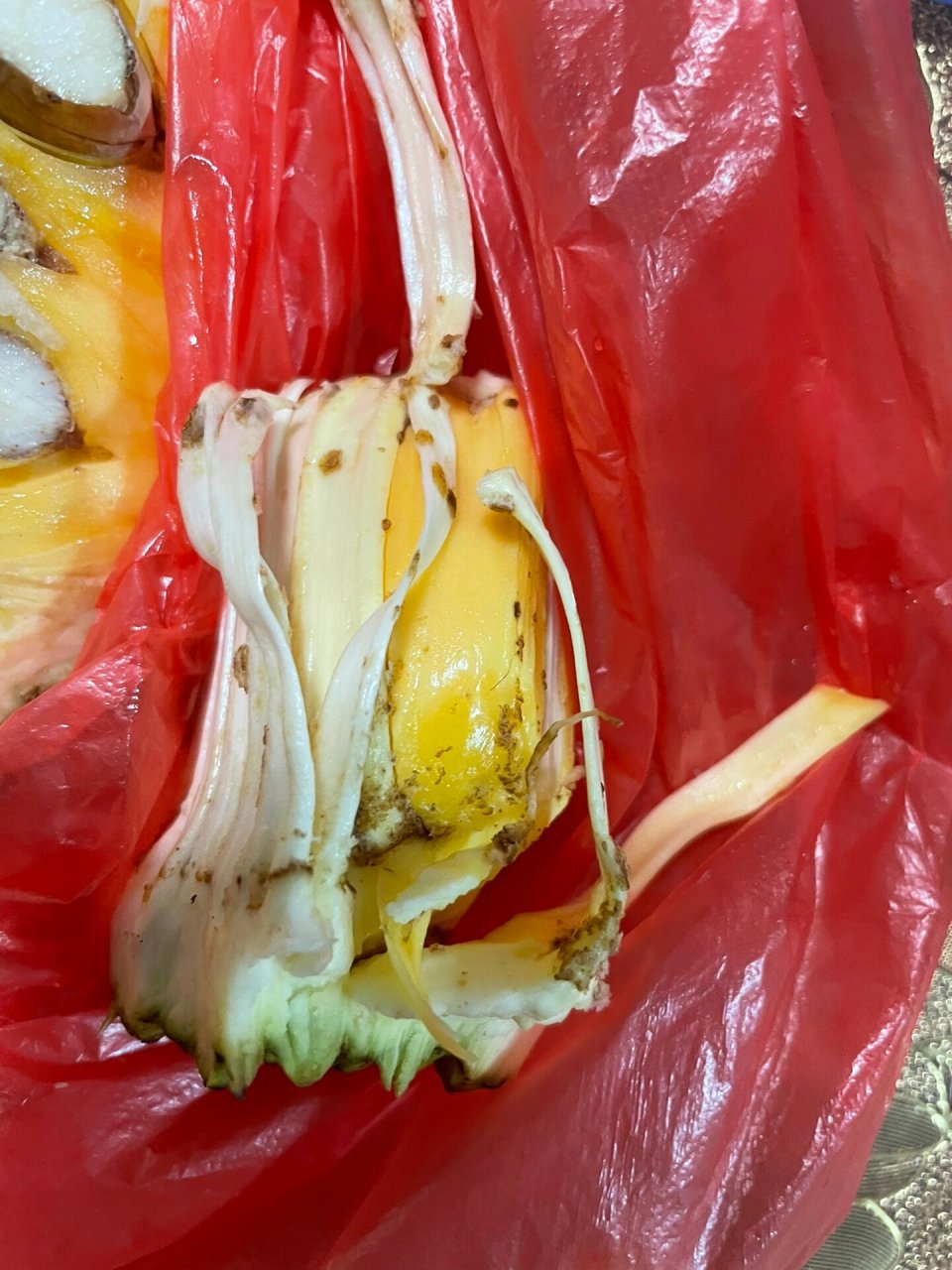 这个菠萝蜜都是黑点点能吃吗 这个是菠萝蜜的病害还是虫子呀能不能吃