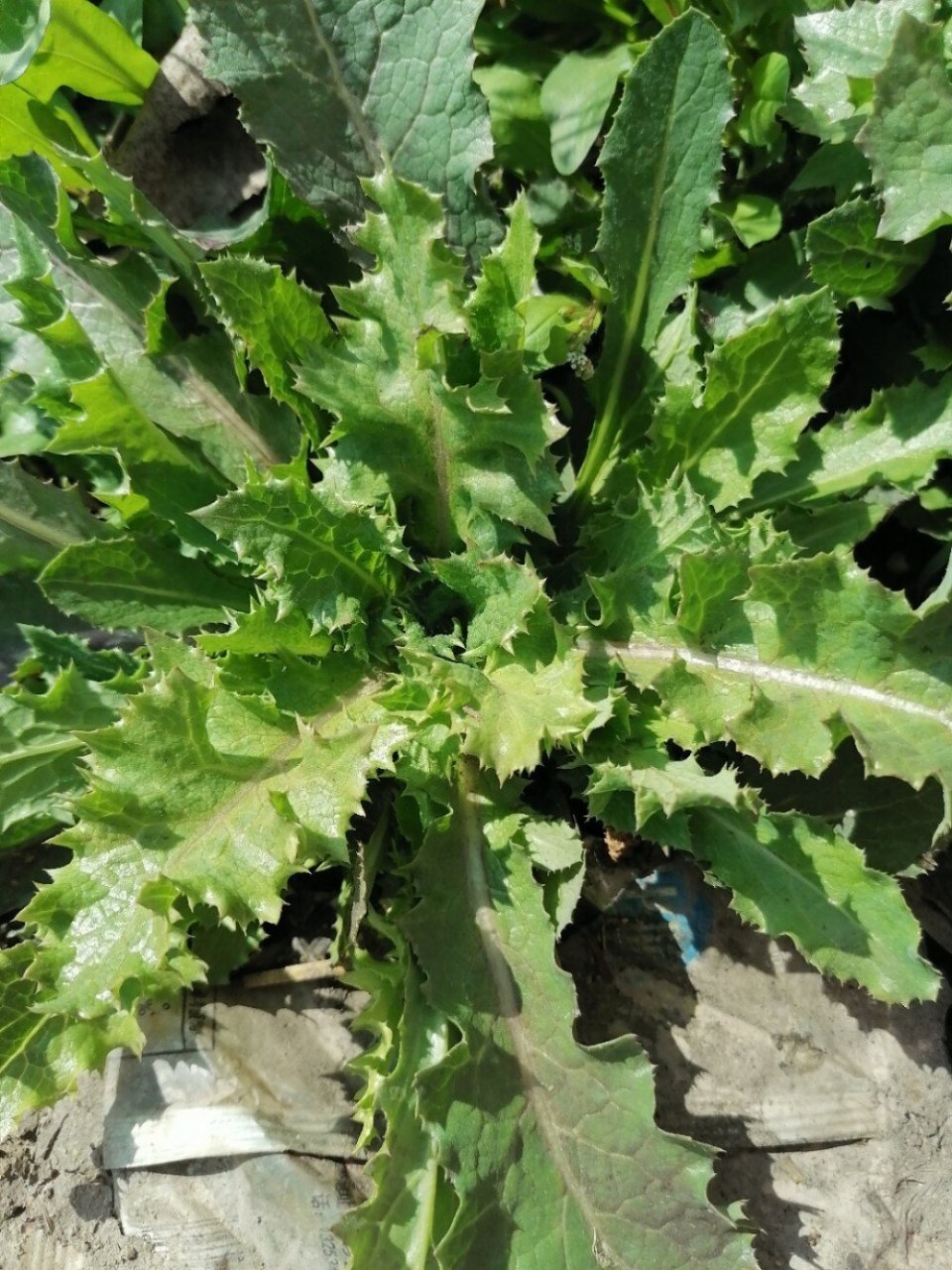 大七七芽止血凉血