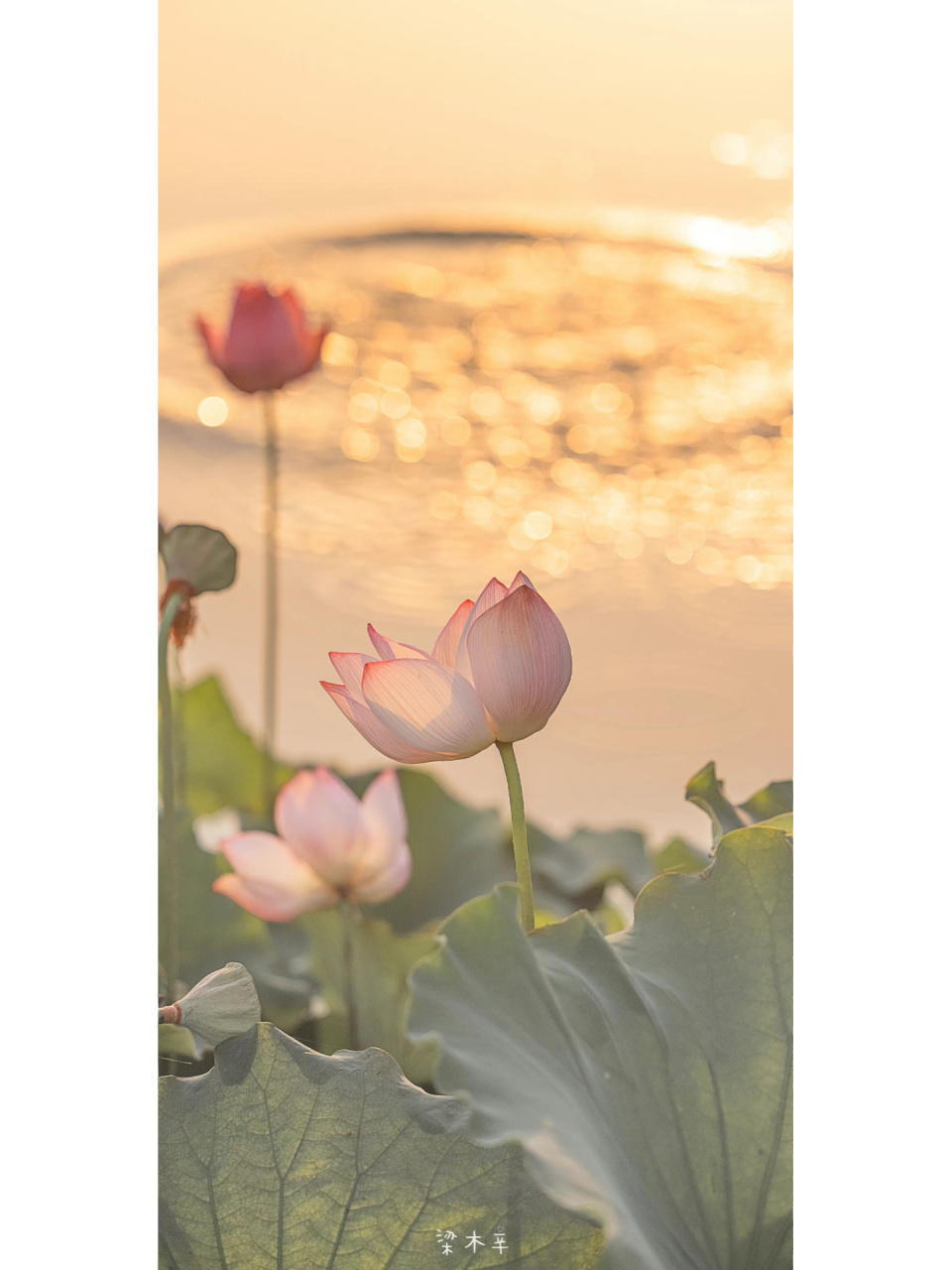 佛系背景图03   阿弥陀佛 善哉善哉