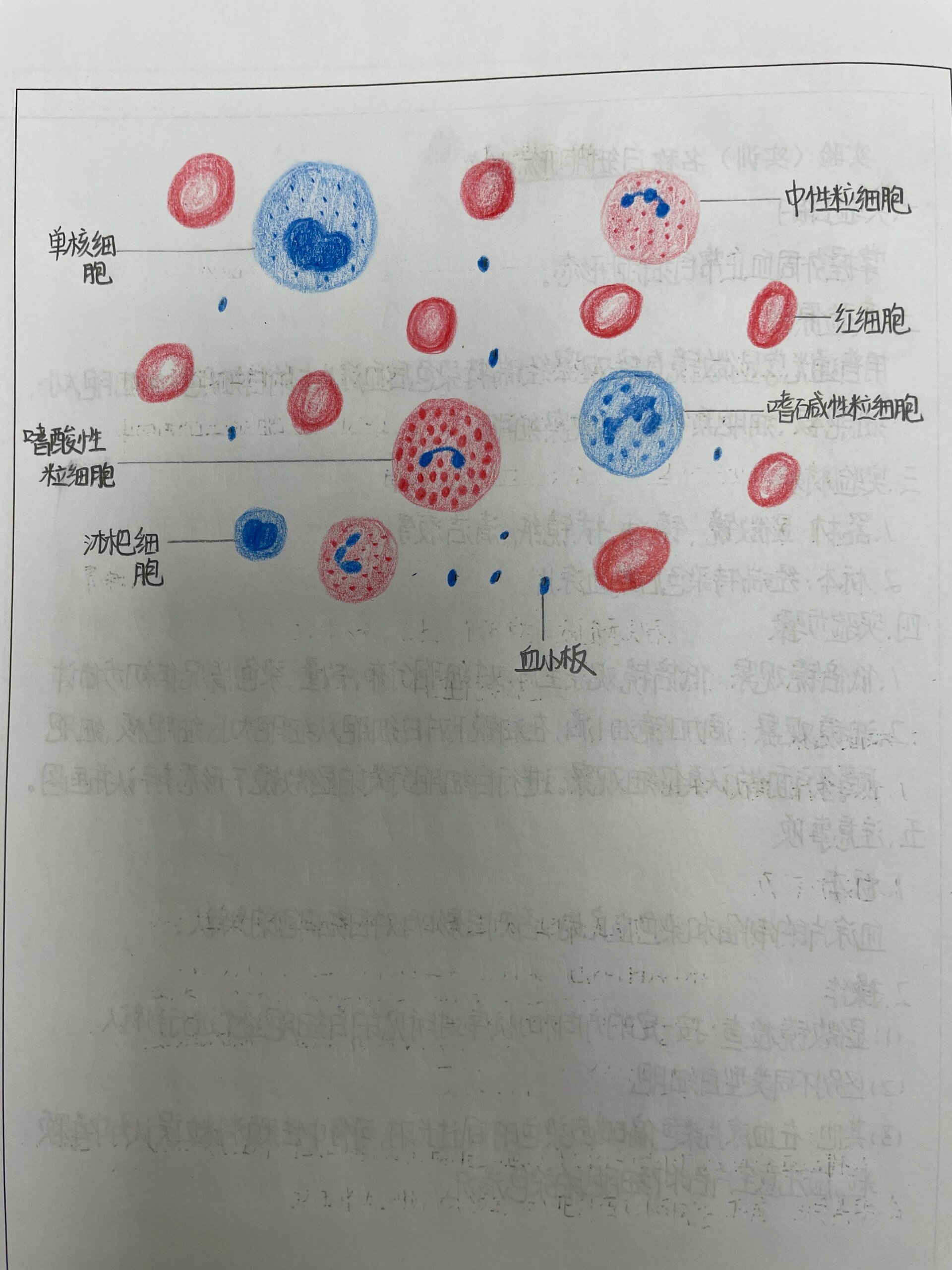 5种白细胞形态绘图图片