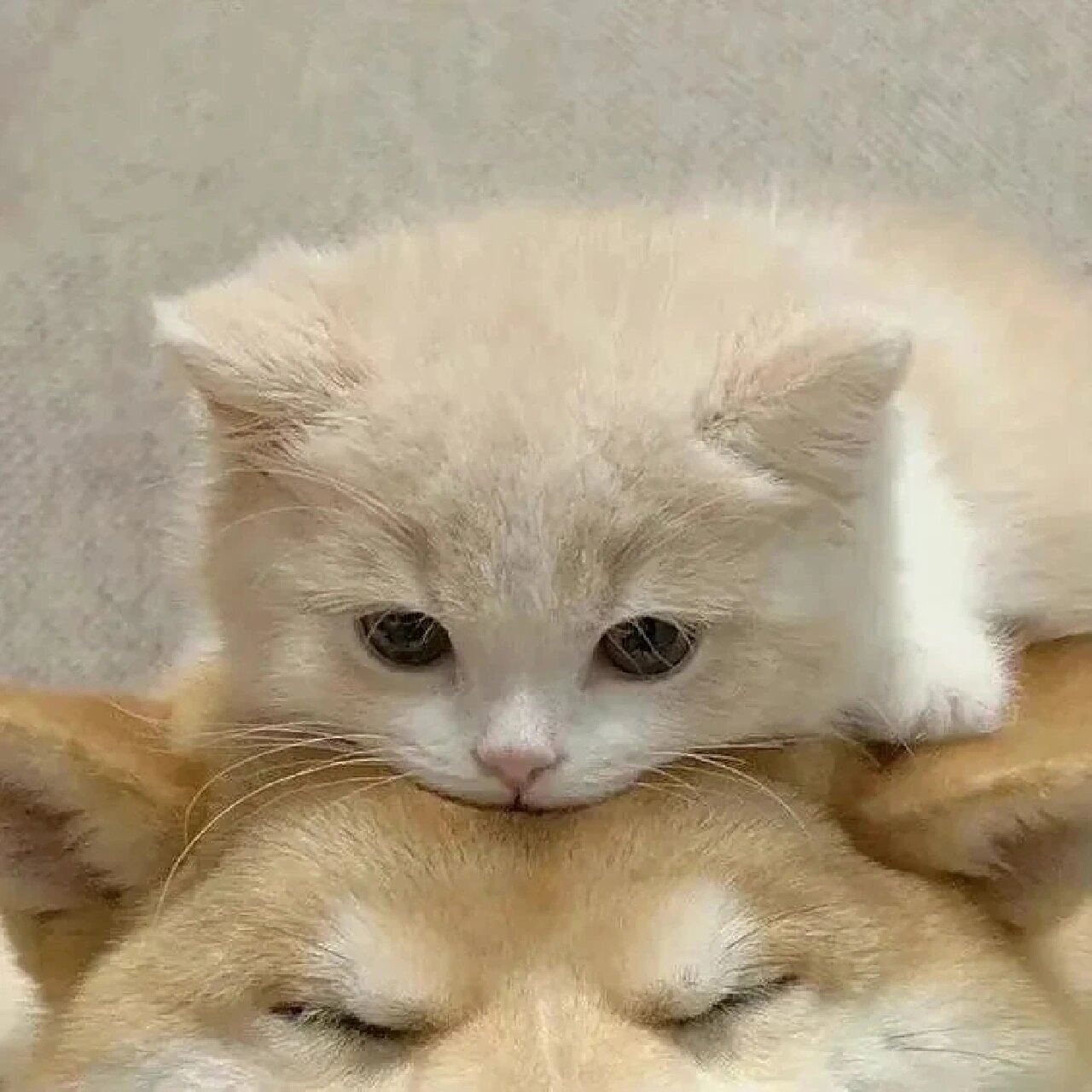 情头合集‖超可爱动物情头 修勾和修喵超配的(图源网络)