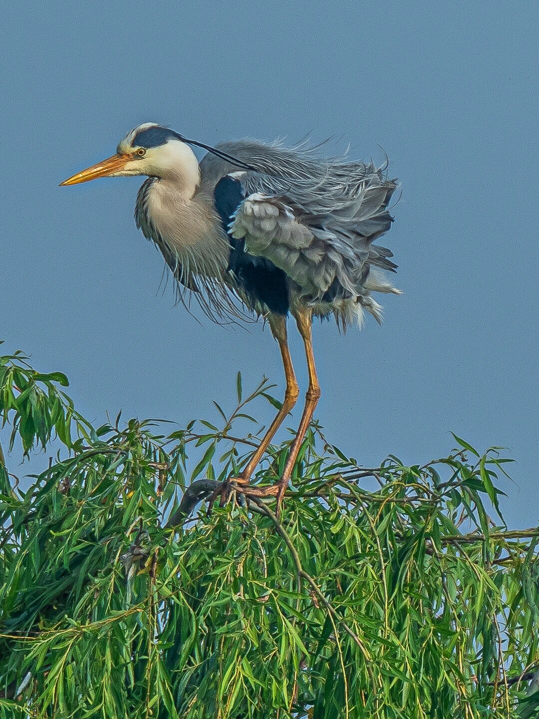 鸟类图鉴|苍鹭(灰鹭) 苍鹭(灰鹭)是鹭科鹭属的标志种,是大型涉禽,常见