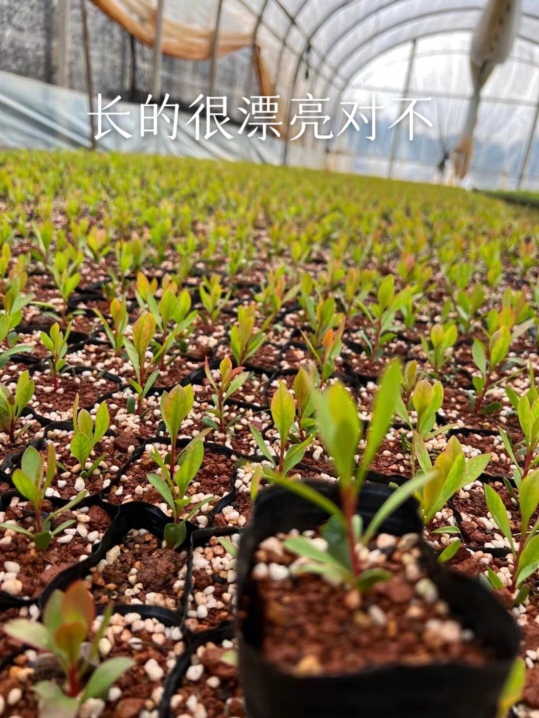 今天带大家看看我们的南非花材帝王花种子的样子!