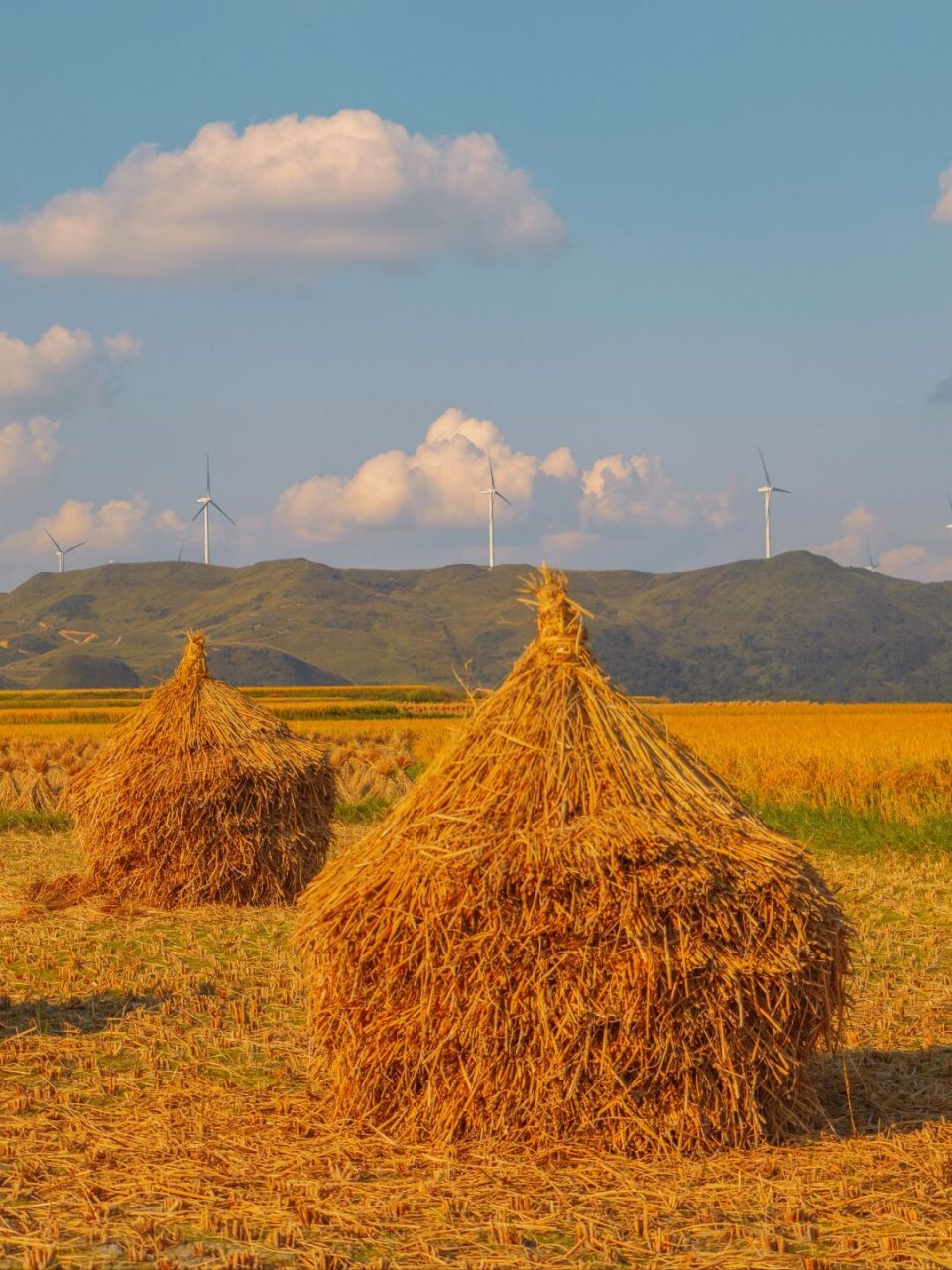 看完莫奈的作品,《干草垛》系列的配色深得我心,于是也想拍点同款图片