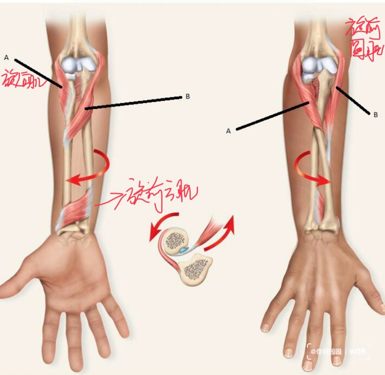 肘关节旋前旋后示意图图片