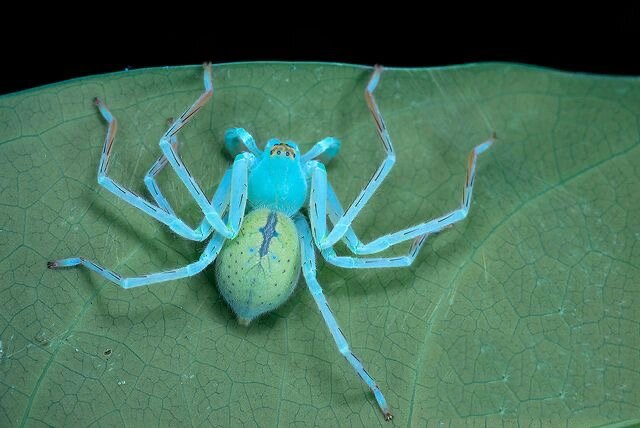 nicky bay镜头下的美丽巨蟹蛛