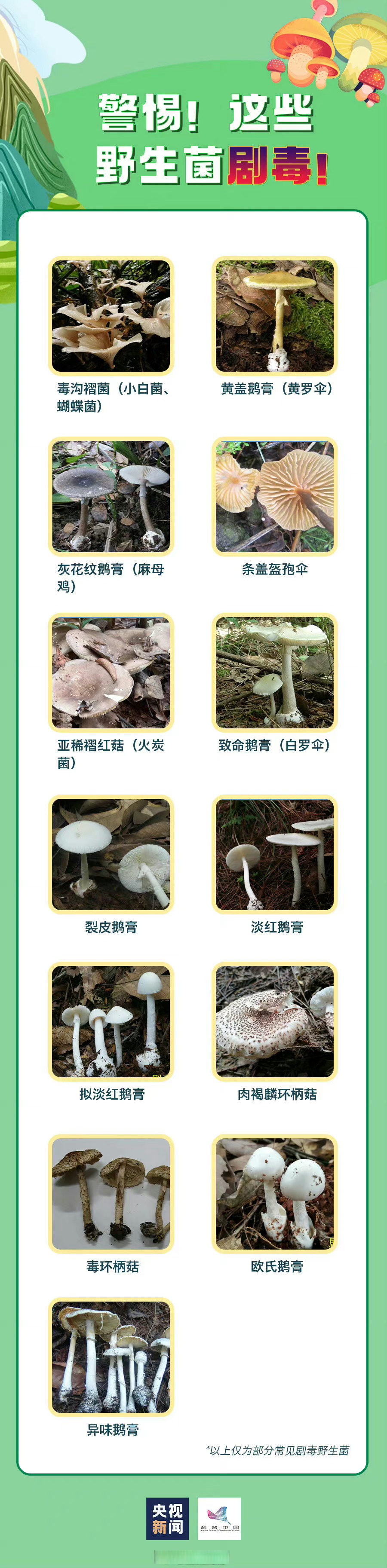 无毒野生菌图片大全图片