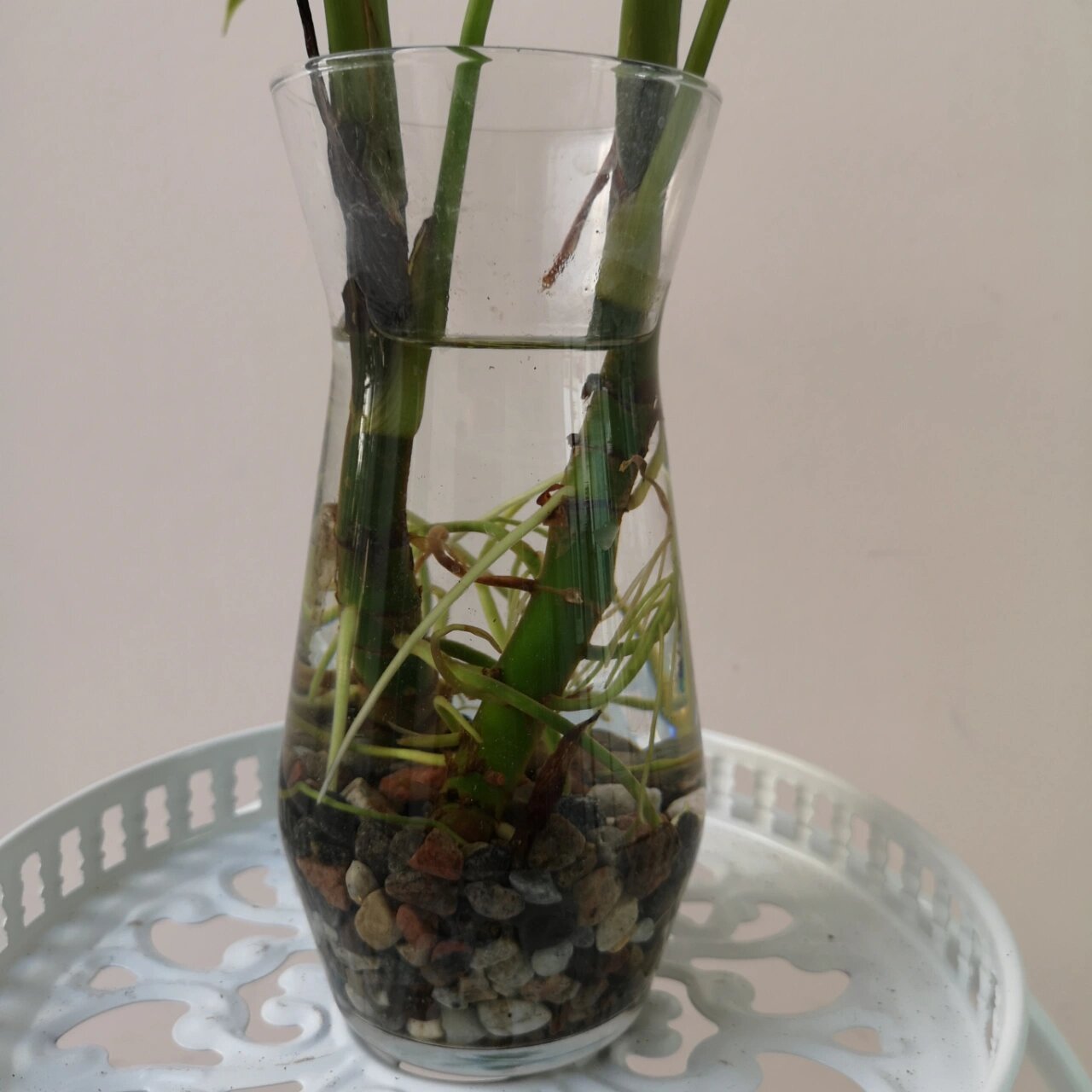 水培万年青 万年青 万年青寓意为旺财聚财,让房屋整体风水会变得更好.