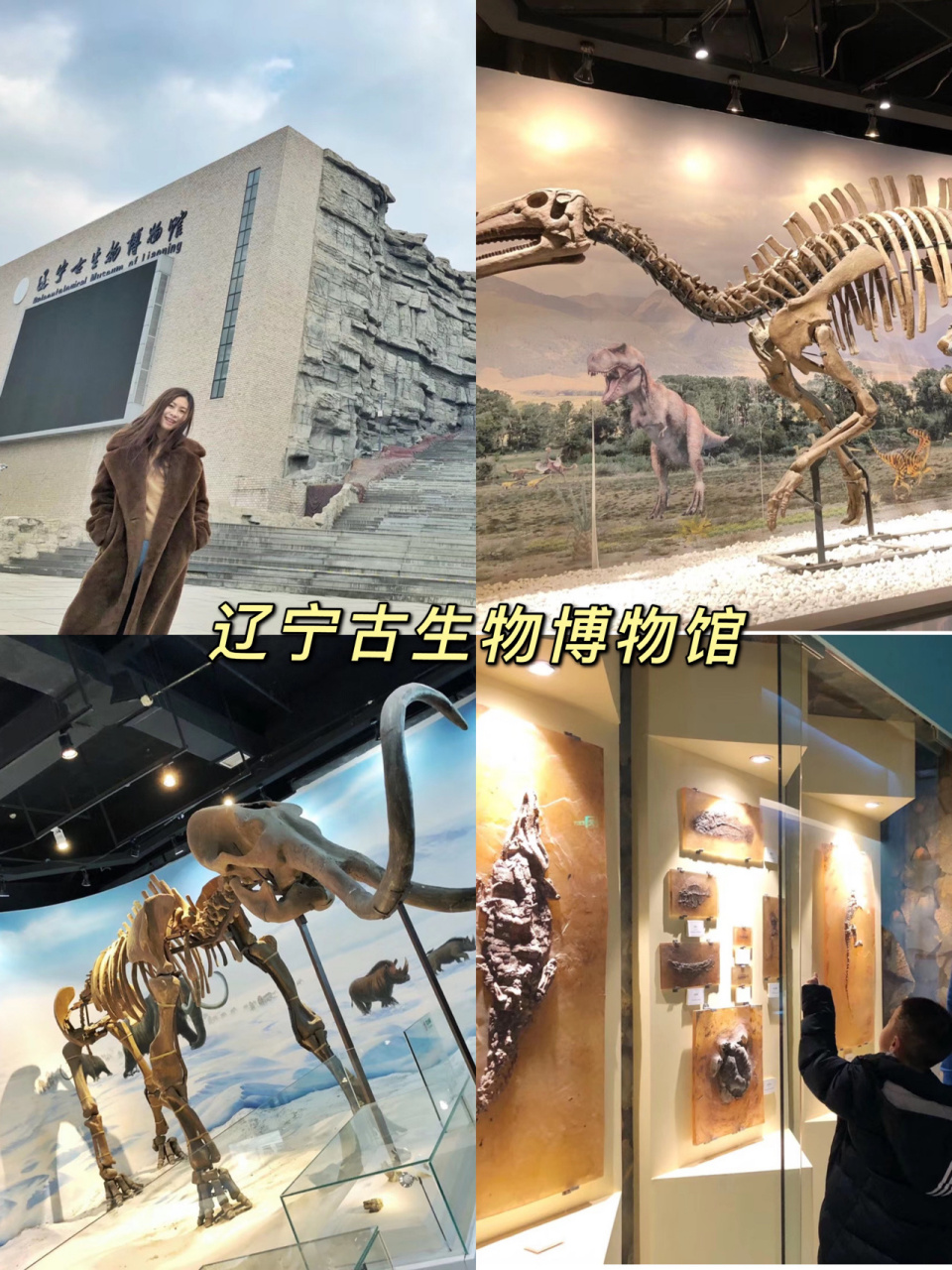 辽宁古生物博物馆停车图片