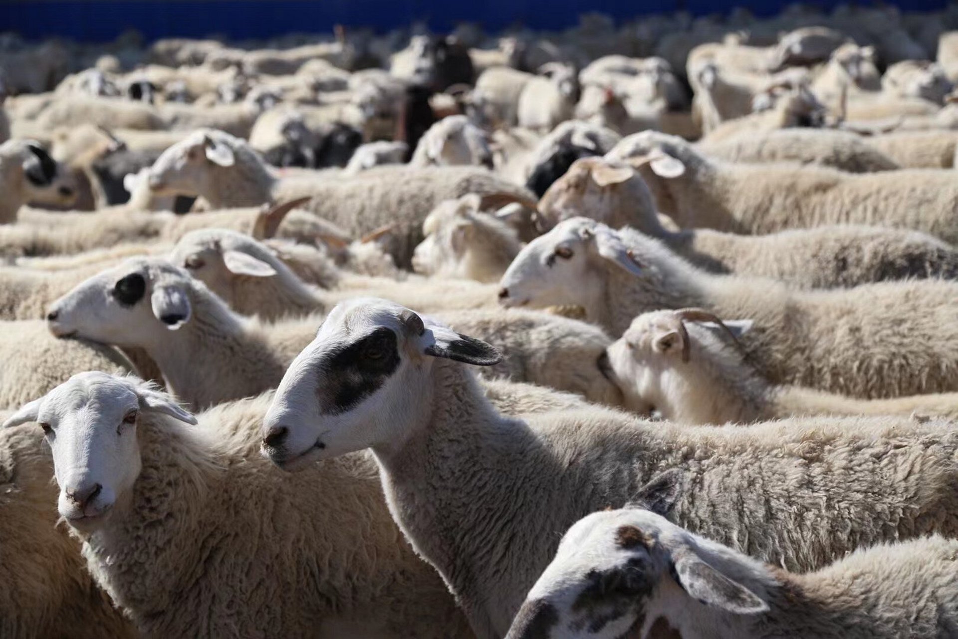 内蒙古羊91 11566内蒙古毛肉兼用细毛羊,也叫内蒙古细毛羊,产地