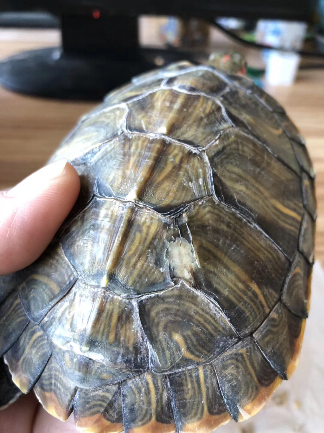 巴西龟轻度腐甲案例