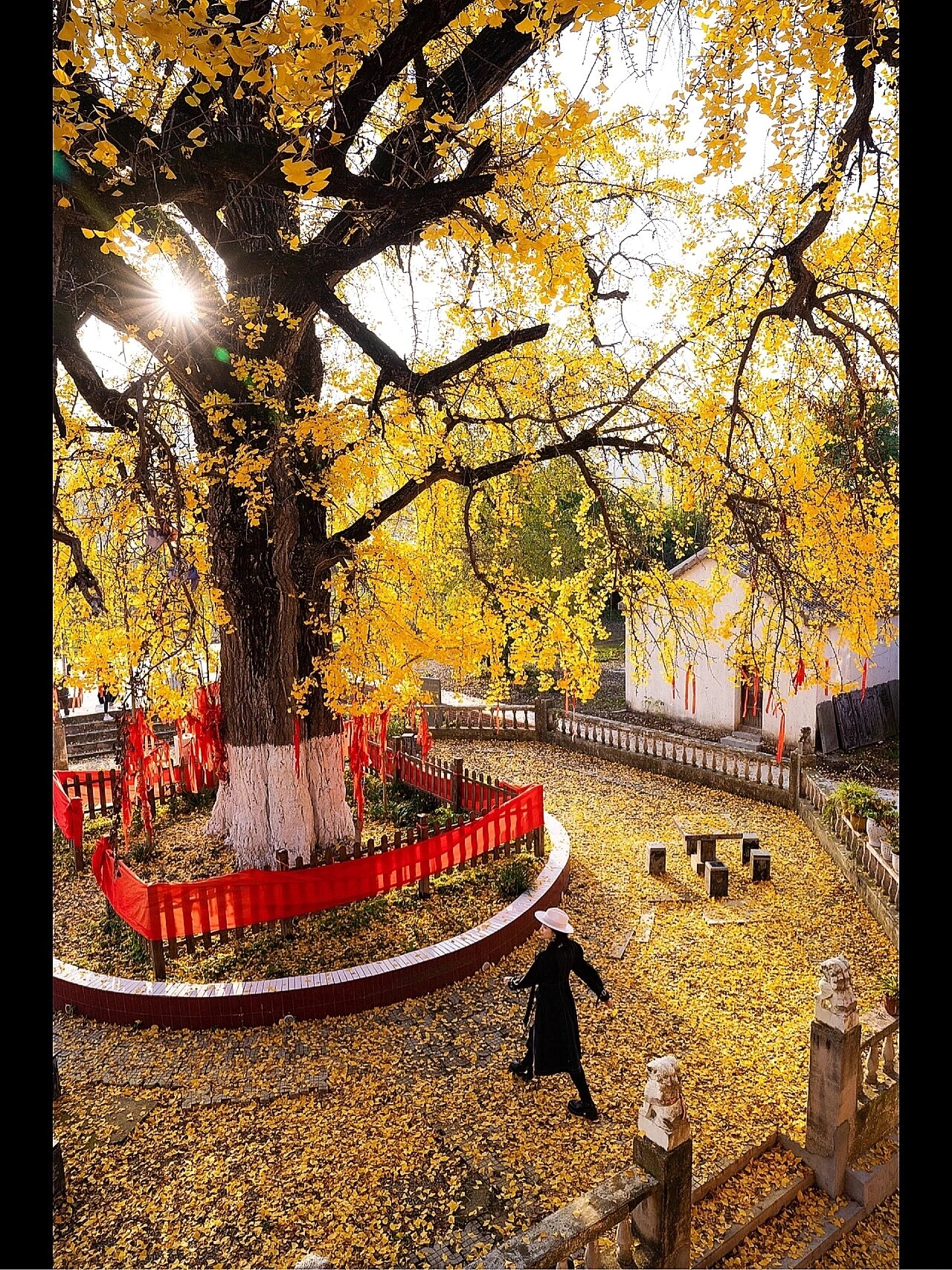 树94已达最佳观赏期91 · 	 一直都想去拍 巢湖天台禅寺的银杏树