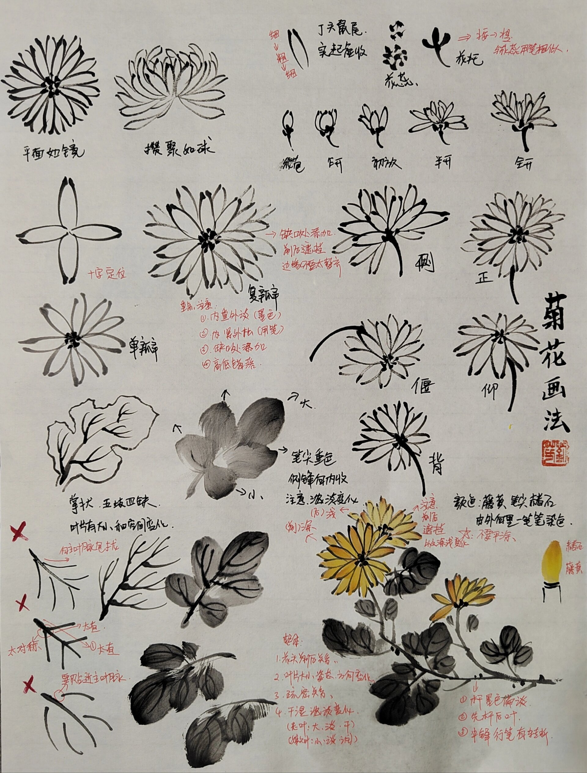 菊花详细教程分解