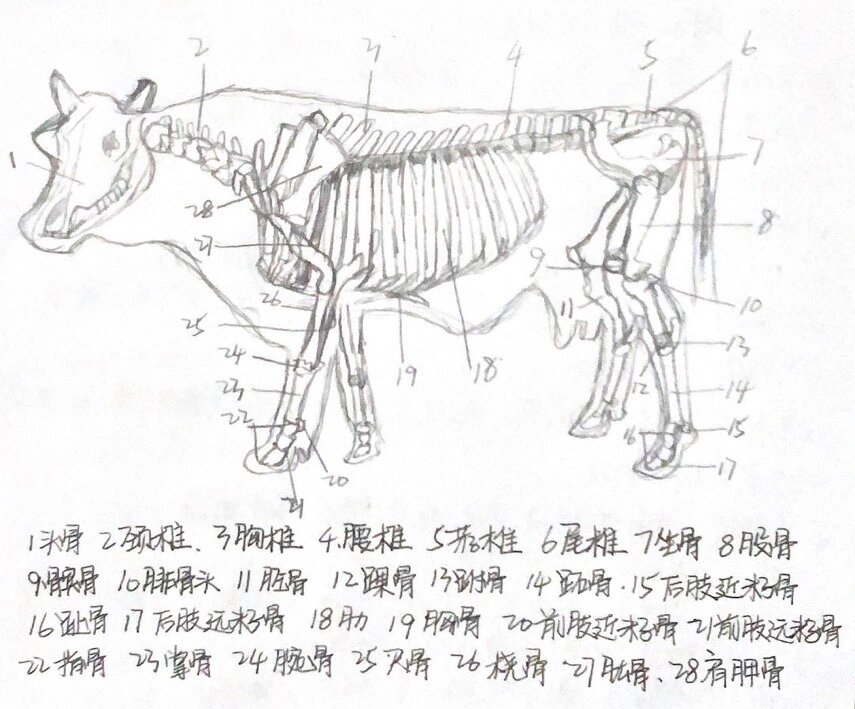 牛的全身骨骼速写##医学生