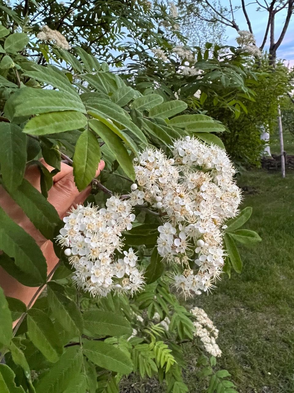 花楸树别名马加木,我国主要分布在东北,常用于园林