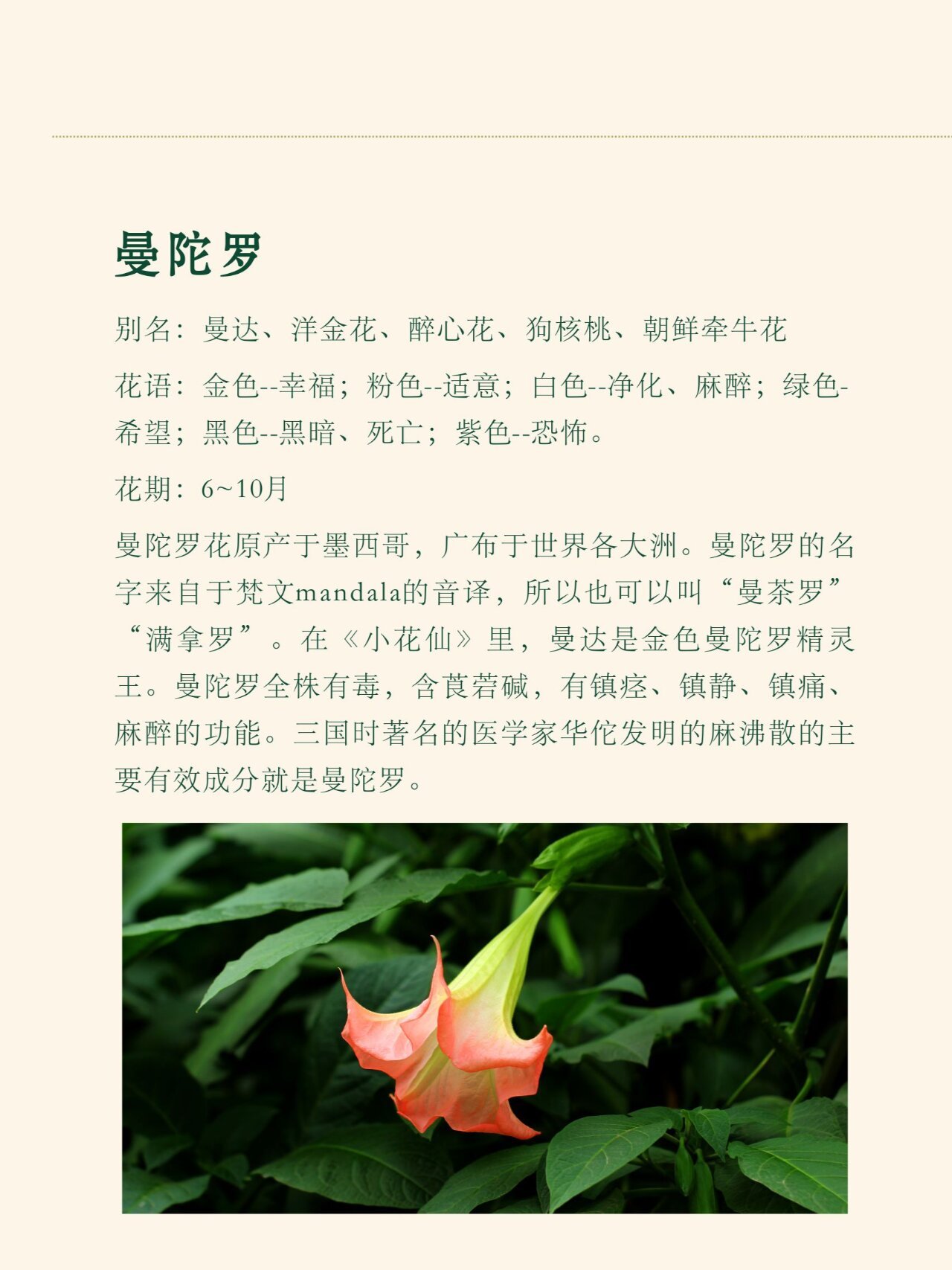 曼陀罗花外用壮阳图片