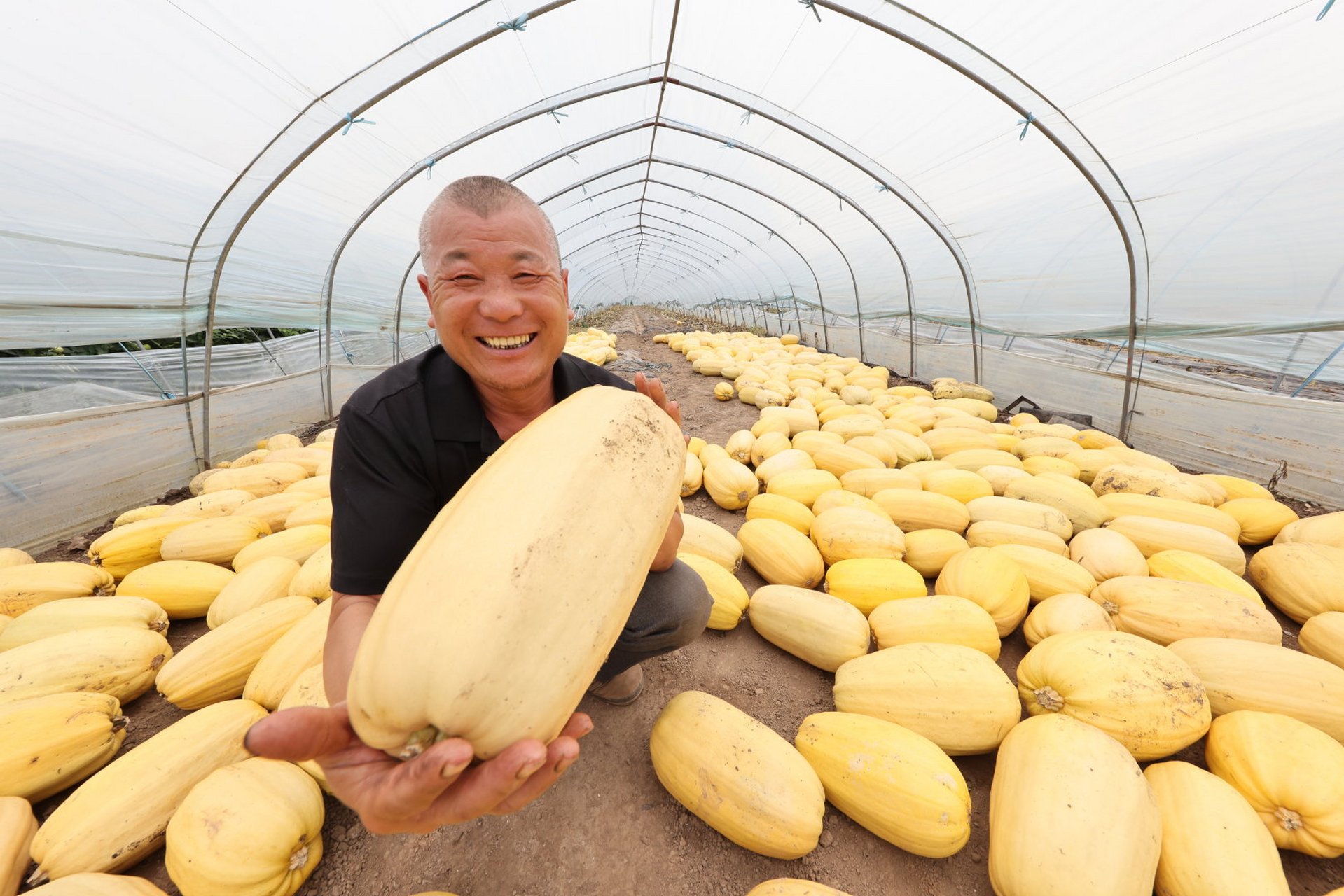 【土中长出金丝瓜】靖江种植金丝瓜的种植户寥寥无几,这类品种也不为