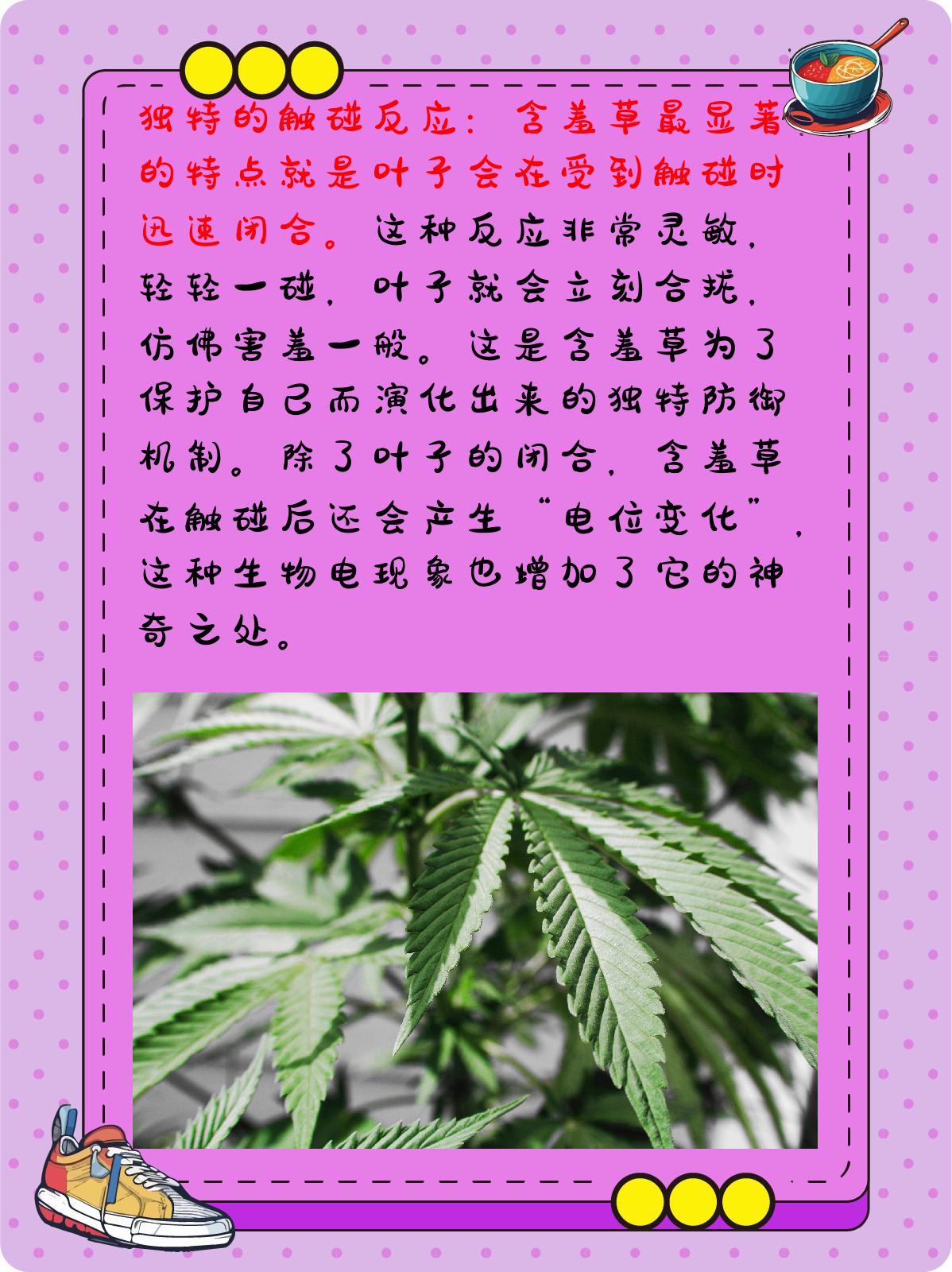 含羞草的样子特点图片