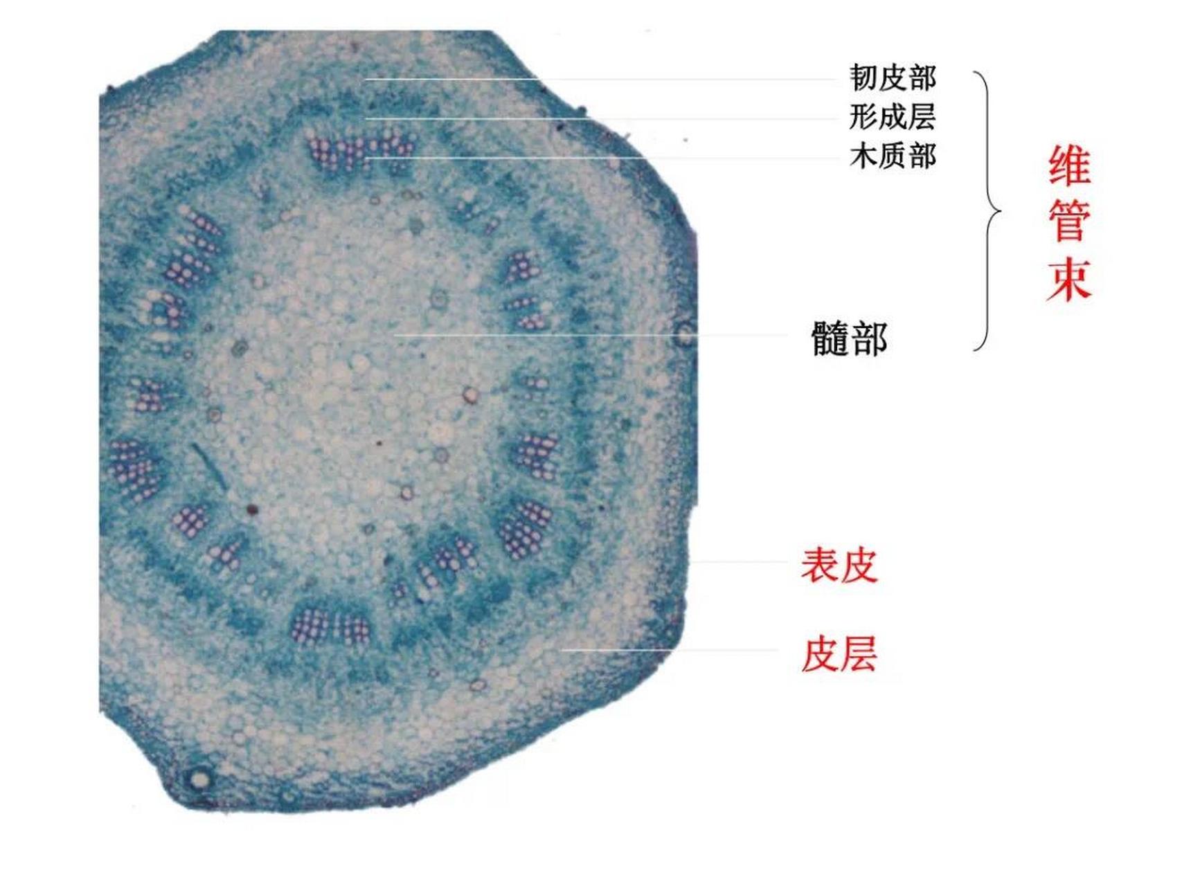 仙人掌解剖结构图图片