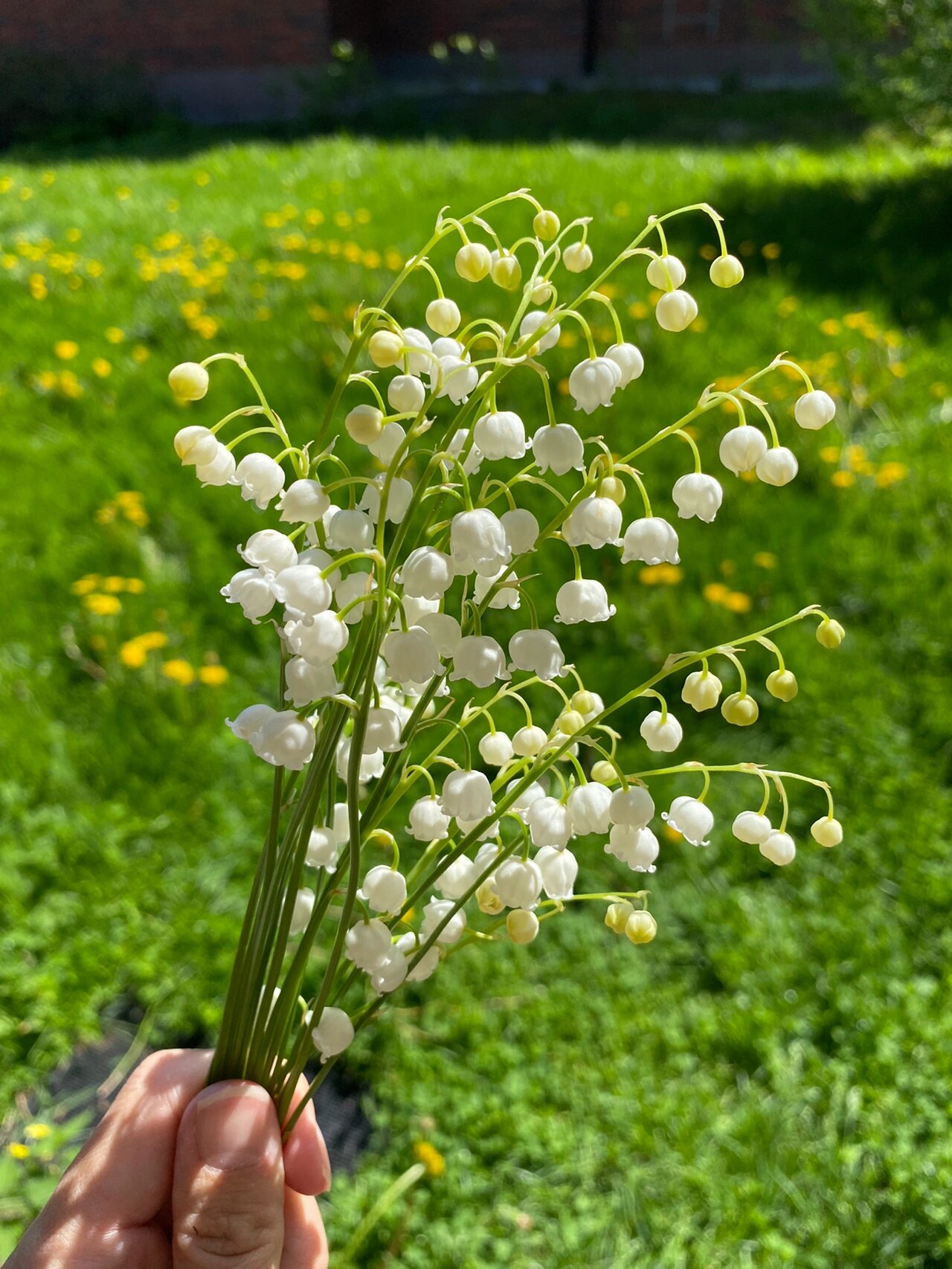 象征纯洁和幸福的芬兰国花
