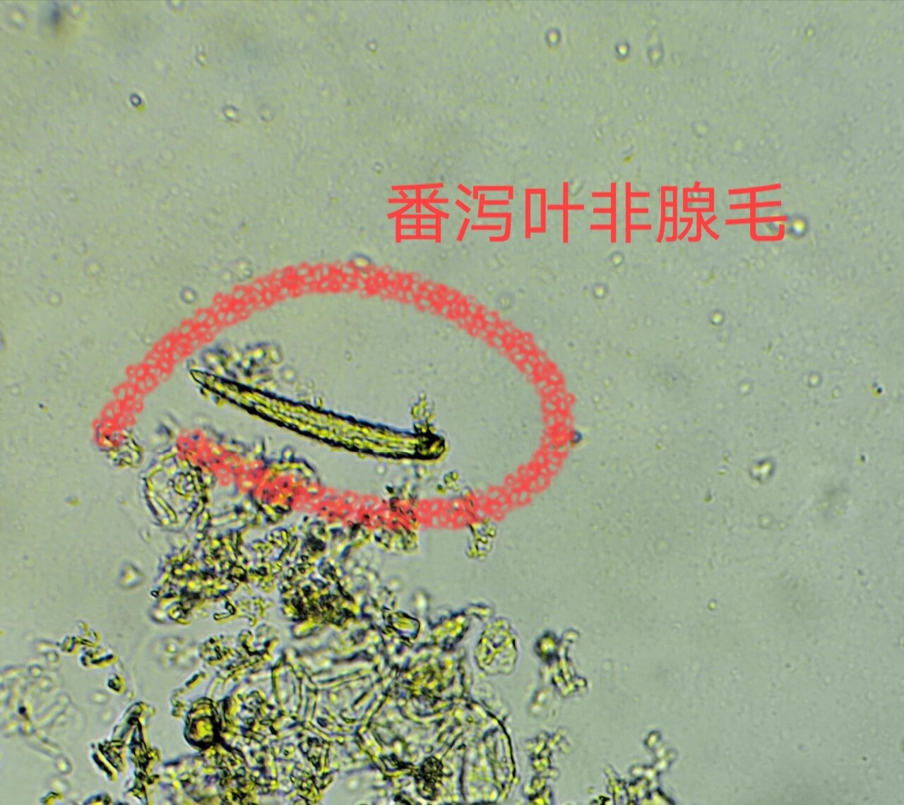 中药番泻叶粉末显微鉴定 1.