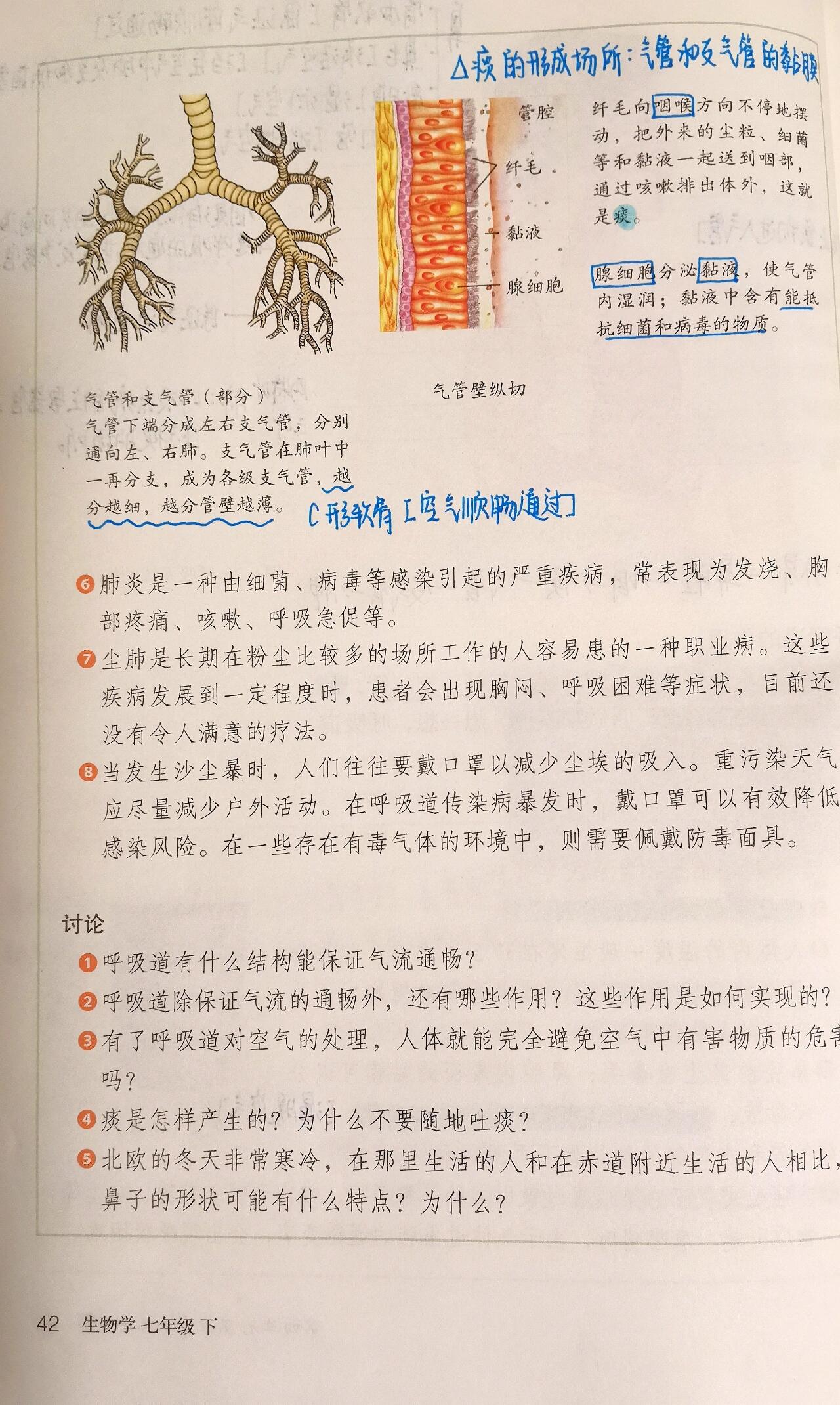 人体的呼吸笔记图片