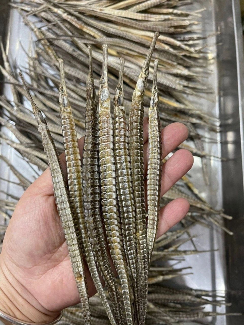 六角大海龙 【六角大海龙】93 海马的亲戚96 906.